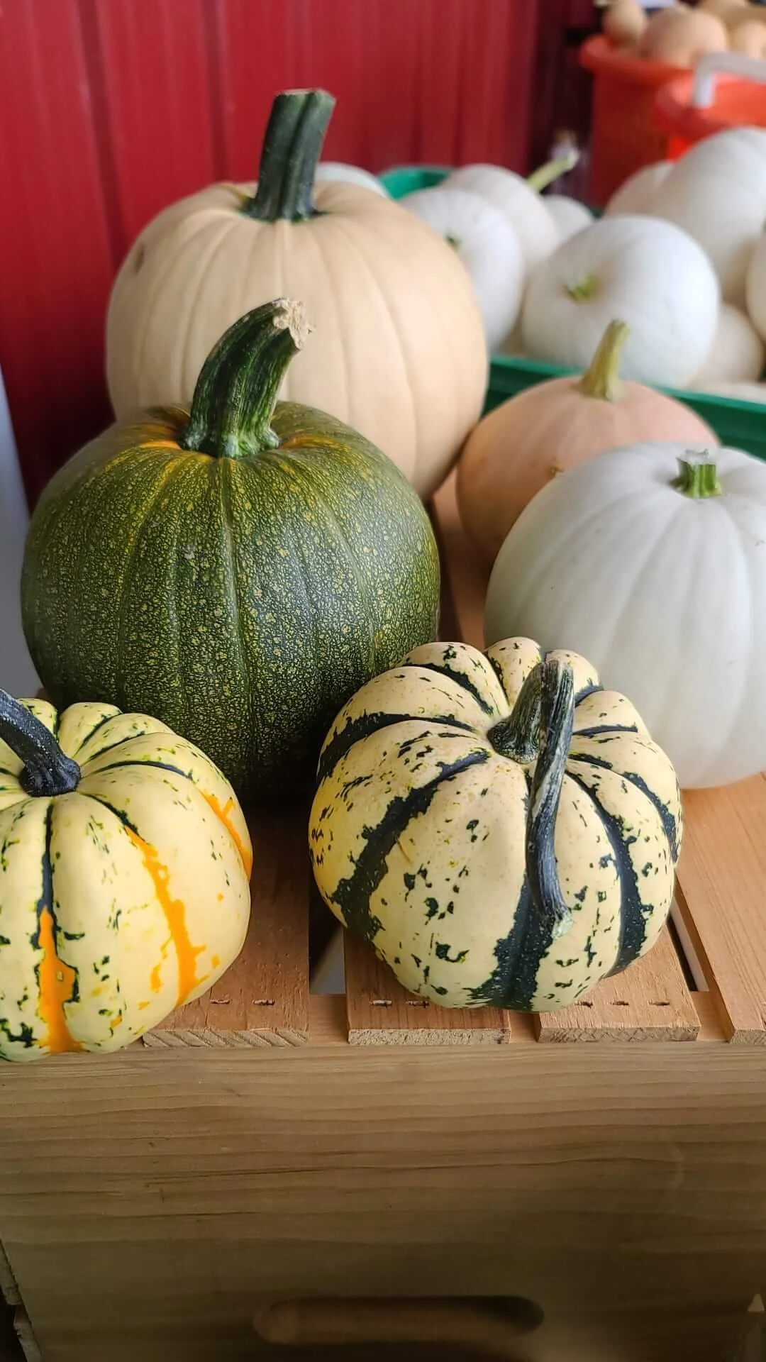 Vineyard Farm Pumpkins