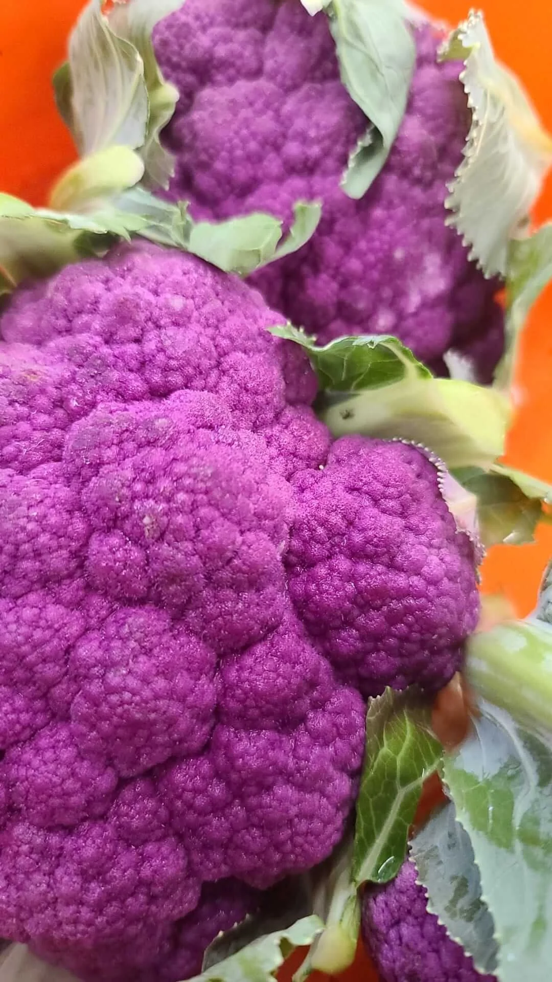 Vineyard Farm Broccolis