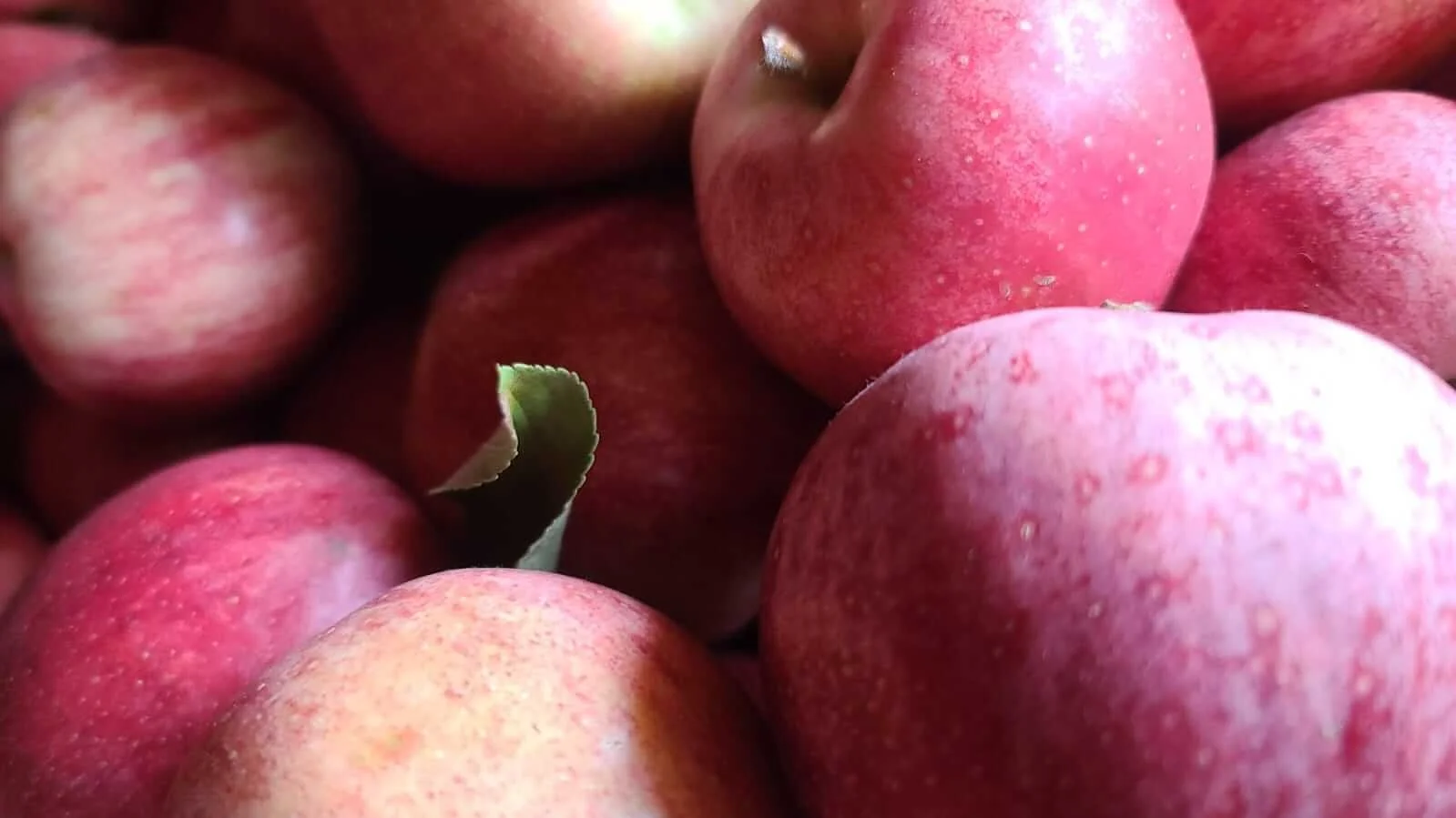 Vineyard Farm apples