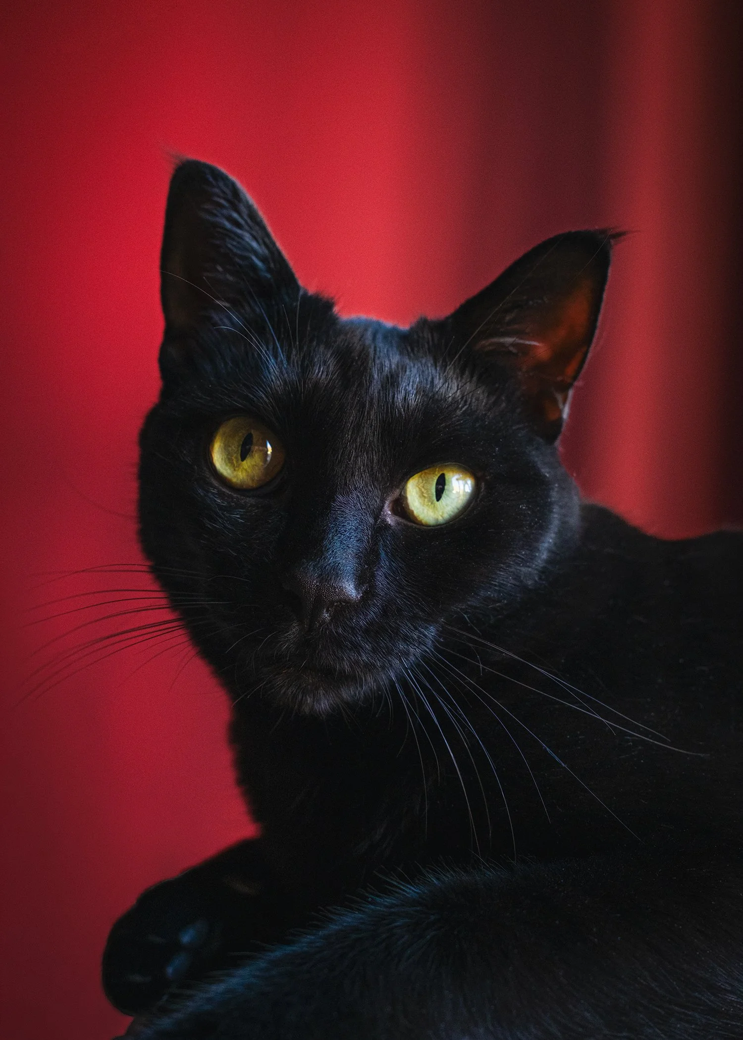 5x7cat.jpg
