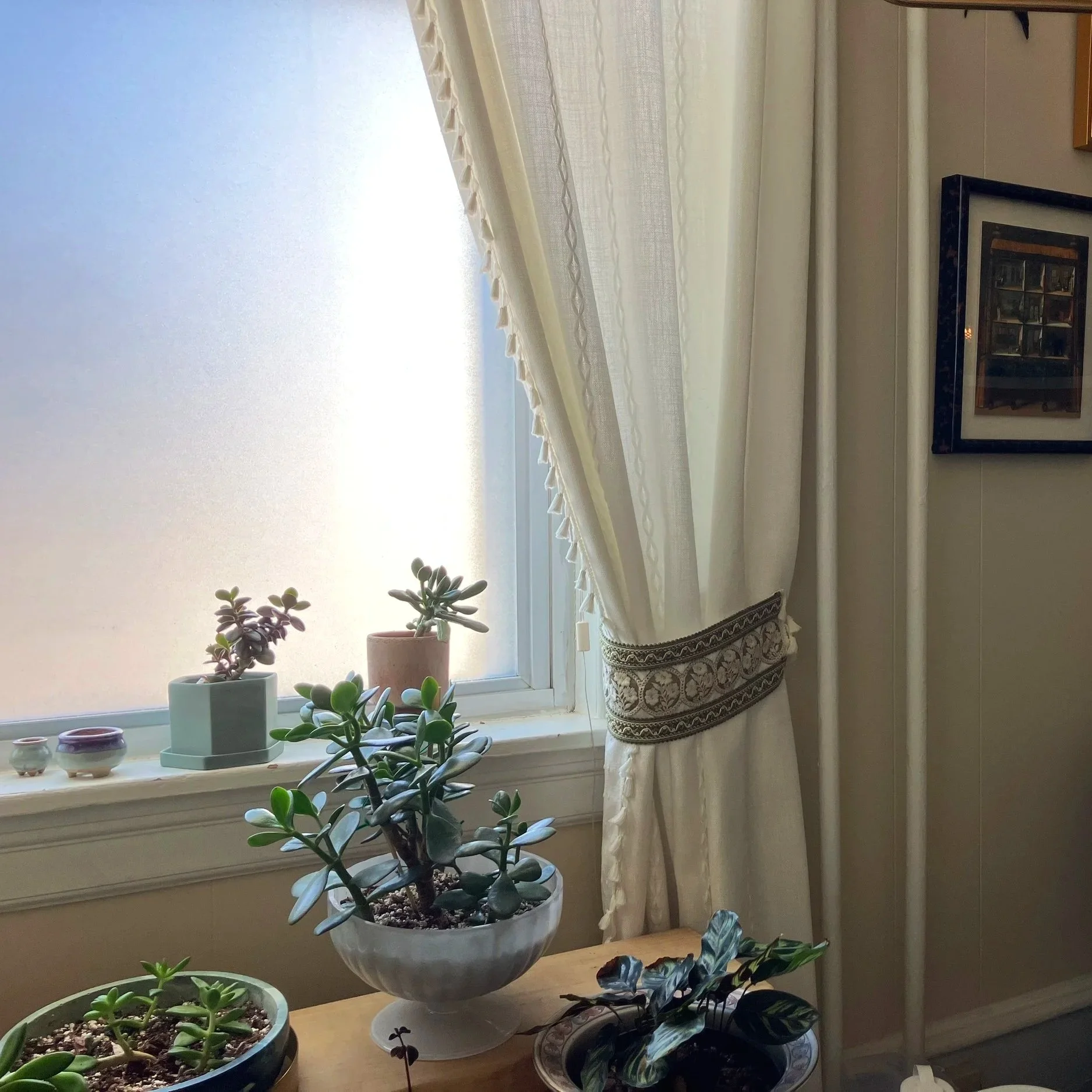 A photo of a sunny window and plants. Plants are always growing in the Main Line office of Meg Rogers, LMFT at Oak Grove Counseling in Havertown, PA. 