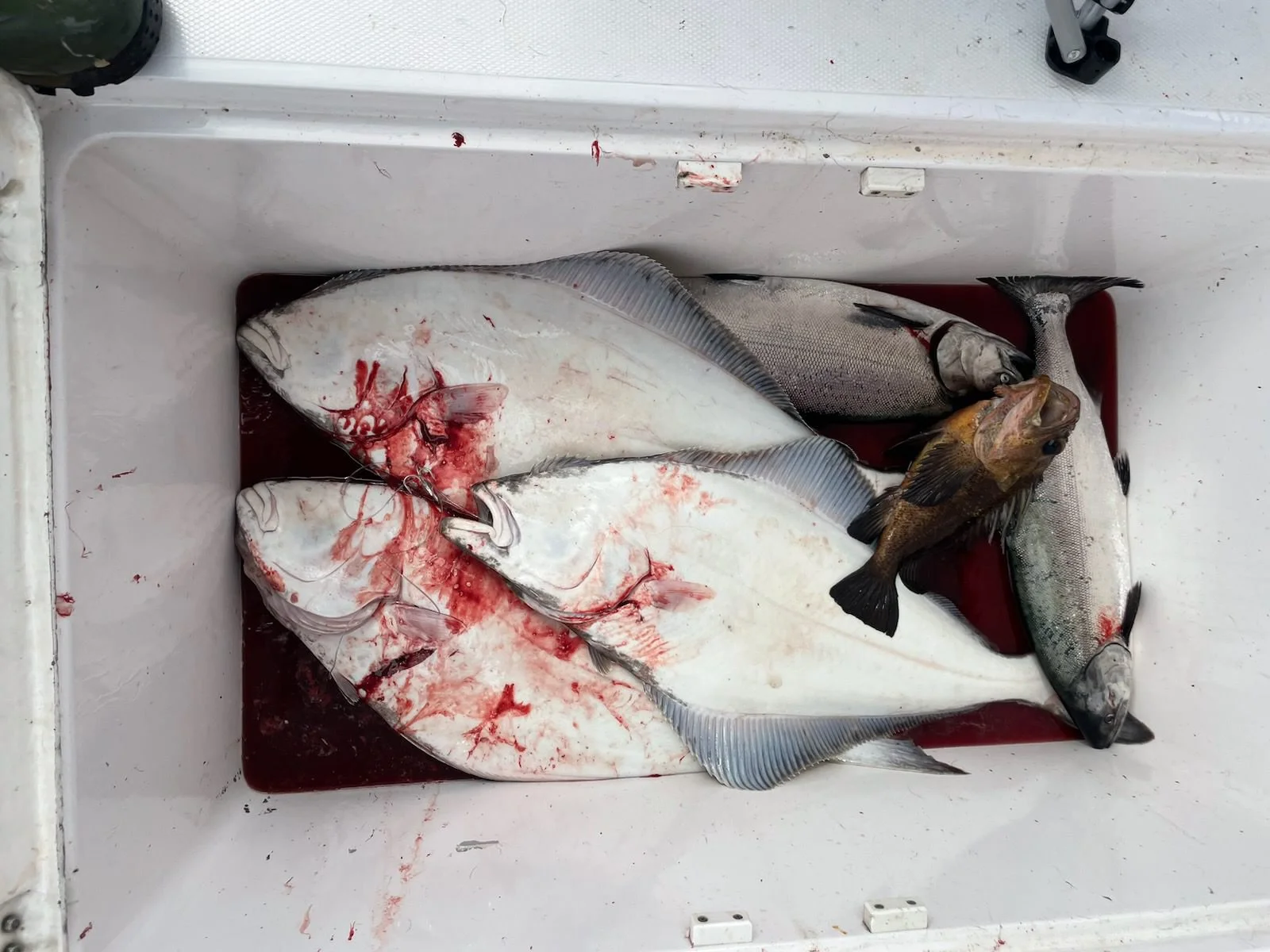 messages_0 (41).jpeg