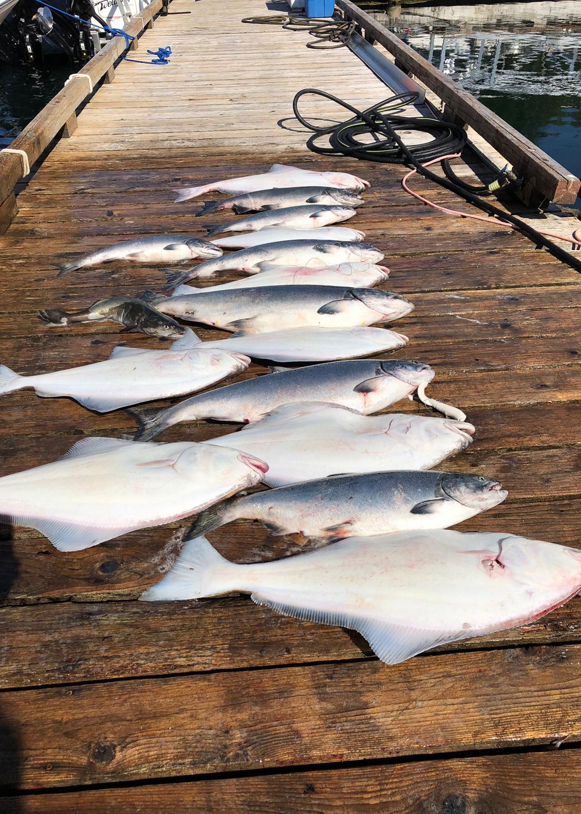 Bamfield Sportfishing ,Salmon ,Halibut ,Tuna ,Charter fishing Bamfield