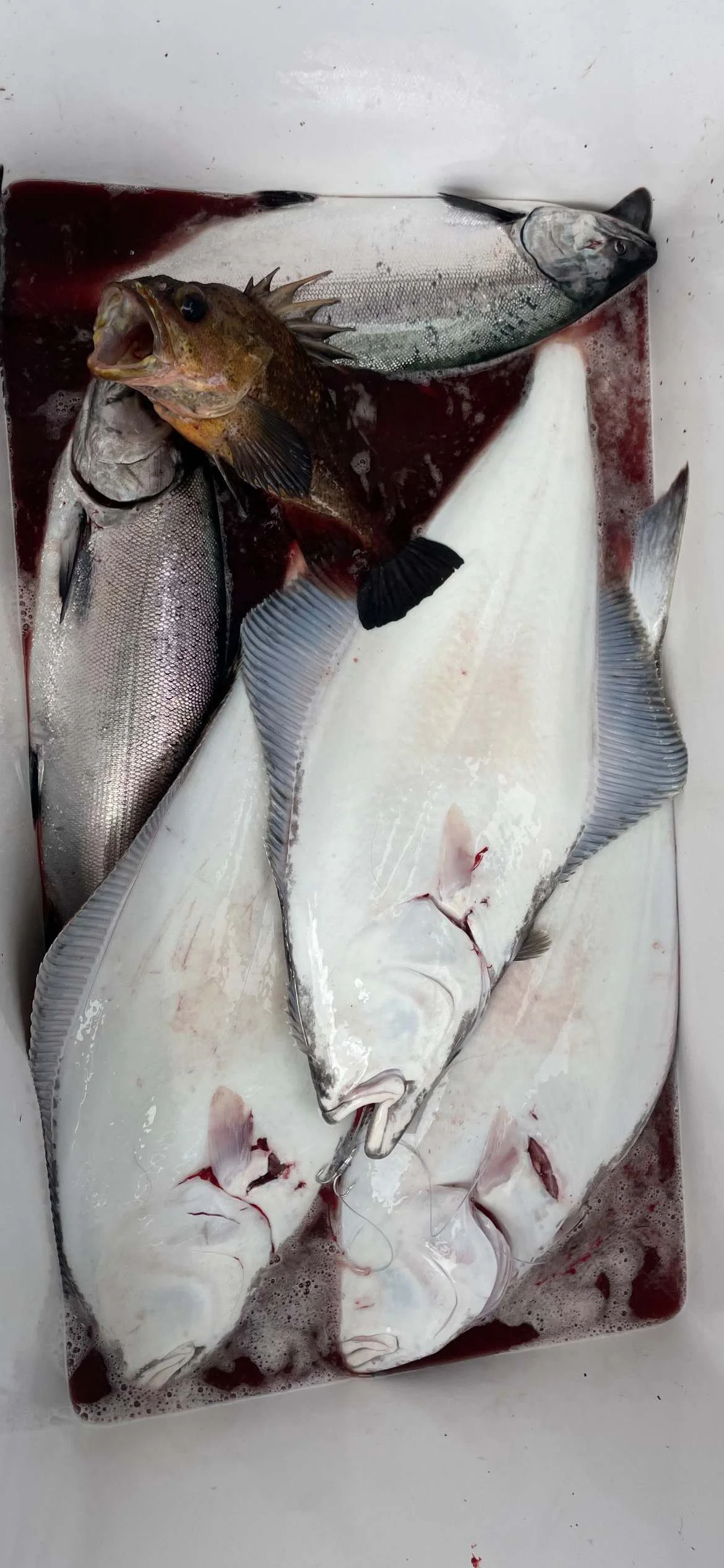 Bamfield Sportfishing ,Salmon ,Halibut ,Tuna ,Charter fishing Bamfield