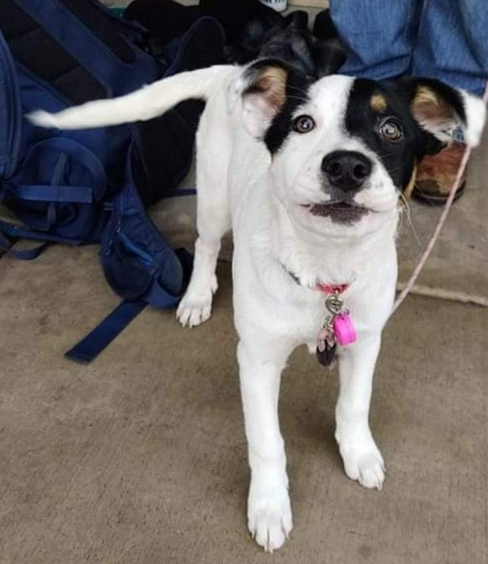 A cute, young mixed breed dog with black and white fur standing on a concrete floor. The dog is smiling and wearing a red collar with tags, including a pink one. In the background, there are backpacks and another dog lying down.