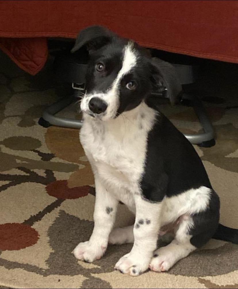 Pup.jpeg