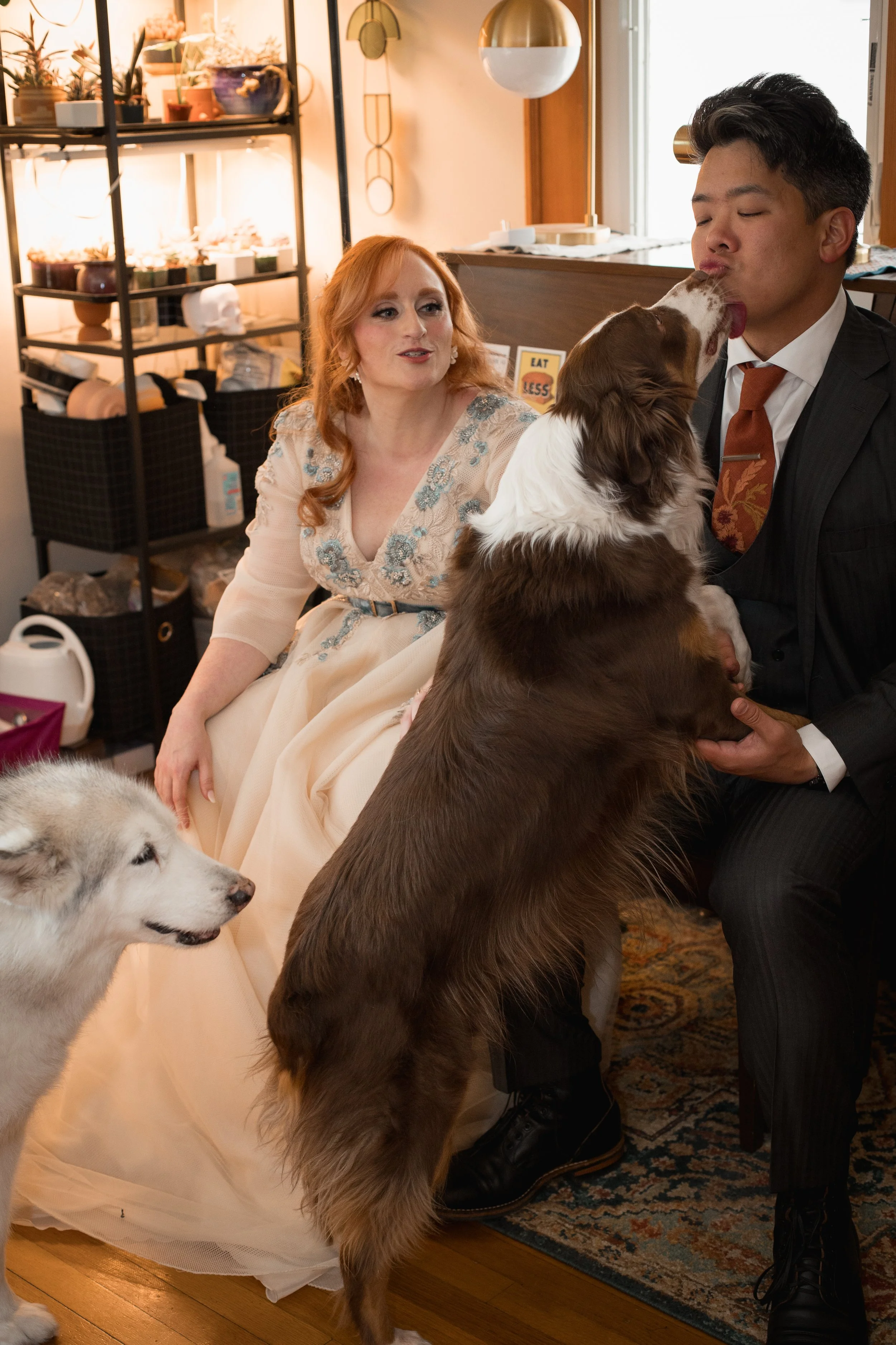 A woman and a man with a dog are inside a cozy room, with the man sitting and the woman kneeling or sitting on the floor. The man is being kissed on the lips by a medium-sized brown and white dog, while another dog, a large white and gray Siberian Husky, stands nearby. The background shows shelves with plants and various items, and warm lighting.