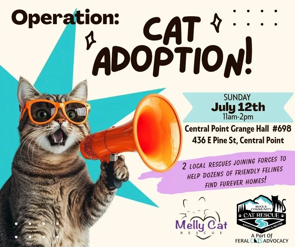 Operation: Cat Adoption feat. RCCR Pet Pantry