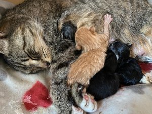 Rogue Community Cat Rescue