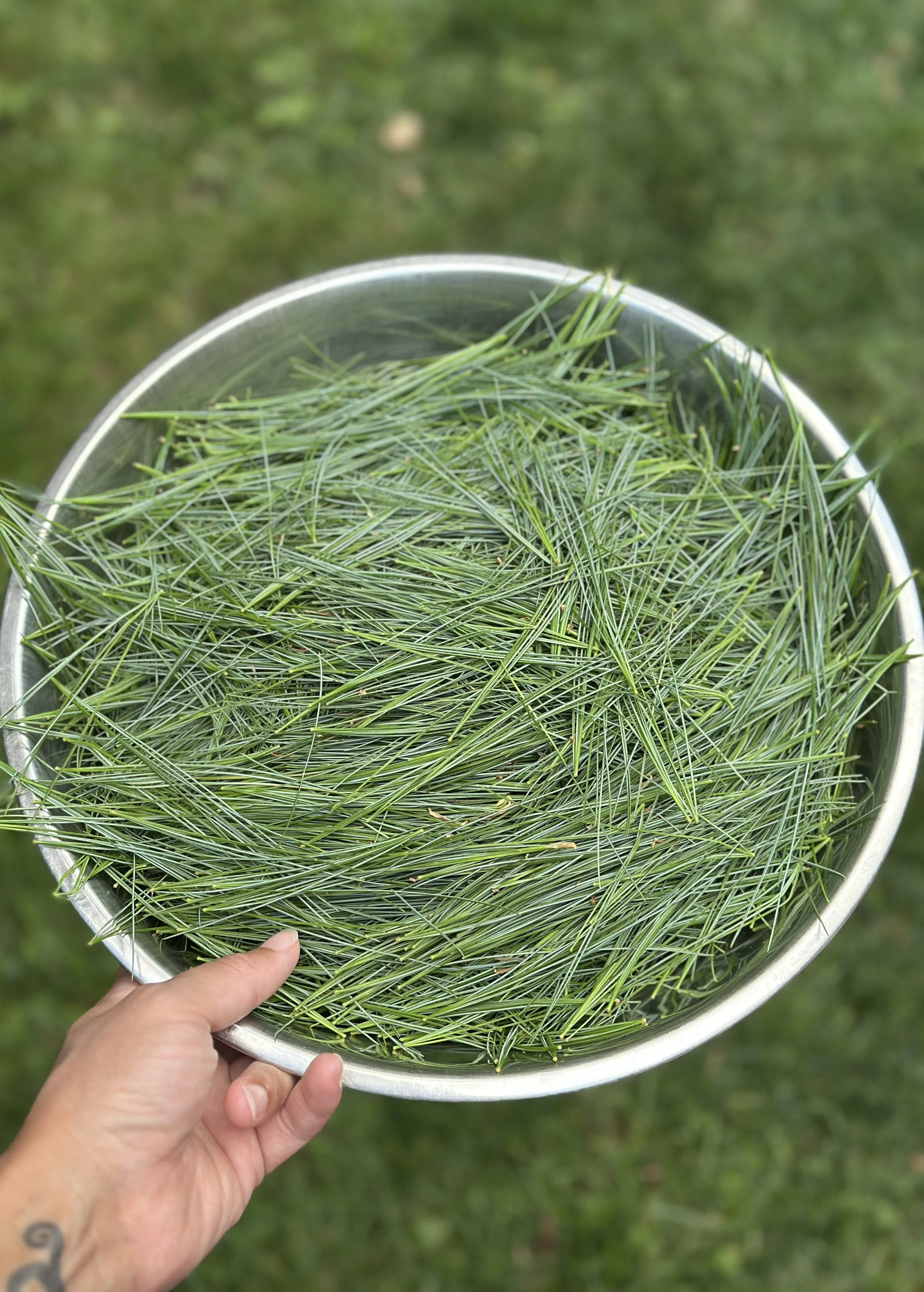 Eastern White Pine Needle Tincture (2oz)