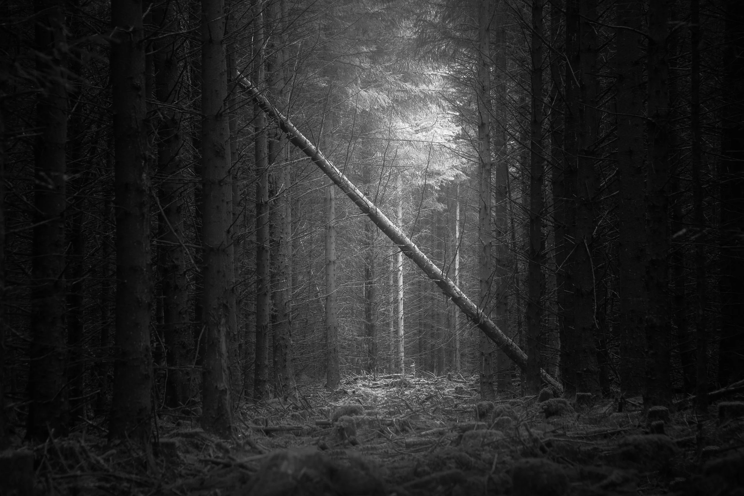 1. DL Fallen Tree.jpg
