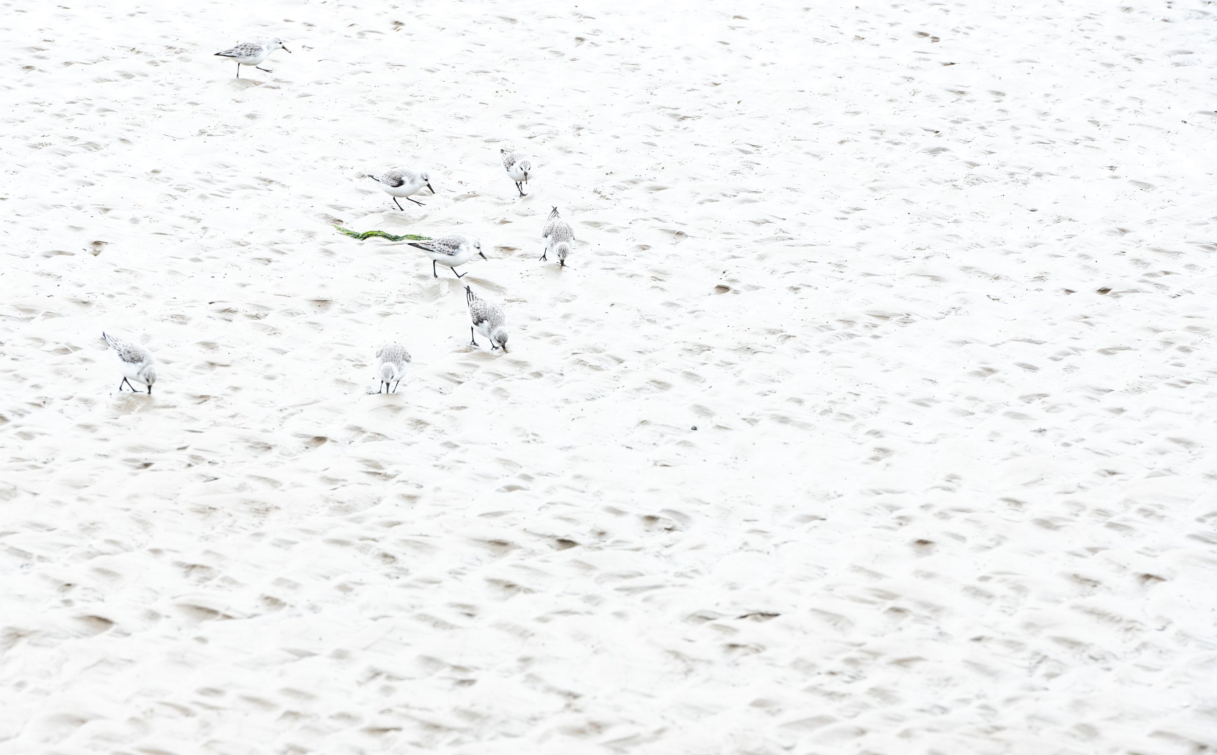  Eine kleine Gruppe Sanderlinge sucht auf dem trockengefallenen Watt nach Futter.  Mit geschlossener Blende und starker Überbelichtung wird das Bild “flacher” und nur der grüne Seetang sticht noch aus der grau-weißen Fläche heraus. 