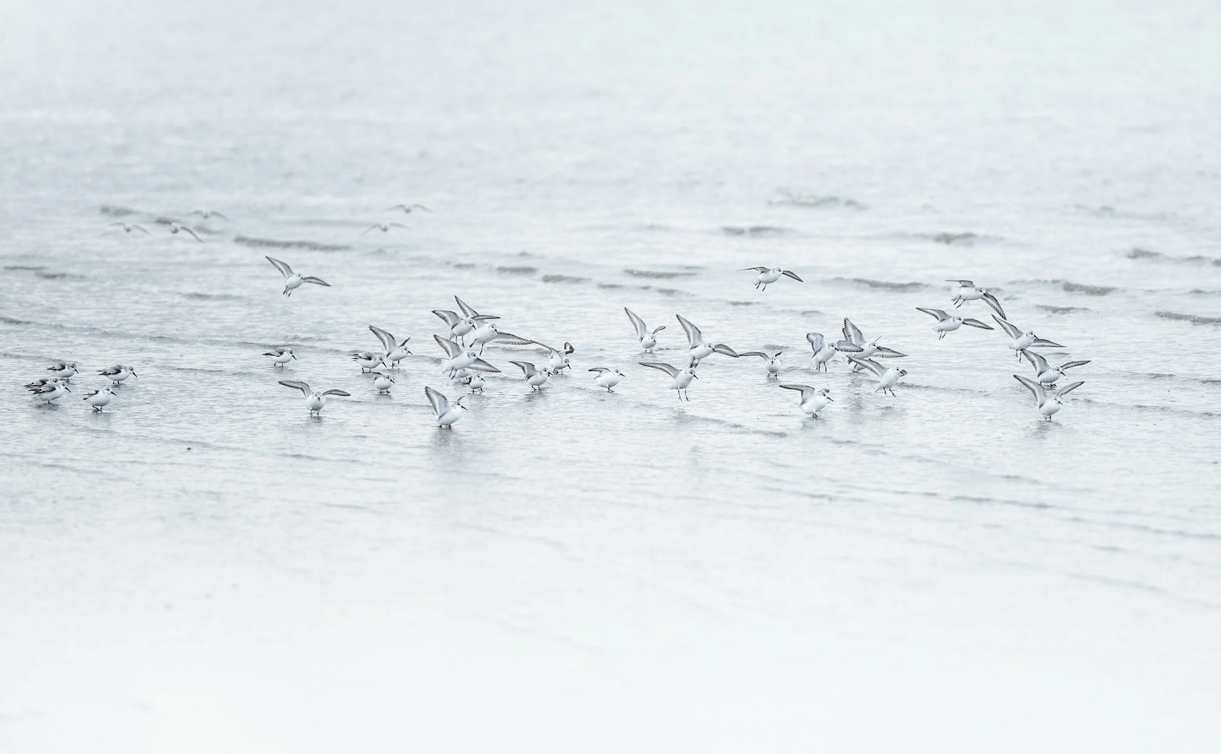  Nie zur Ruhe kommen auch die größeren Schwärme, solange das Wasser auf- oder abläuft. Ständig auf der Suche nach essbarem, arbeiten sie sich zu Fuß gegen den Wind am Ufer entlang und fliegen auch gern kurzerhand ein paar hundert Meter weiter. 