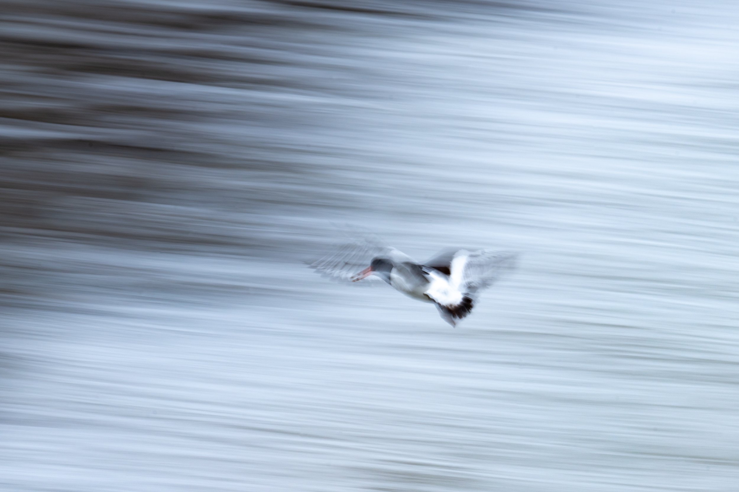  Ich habe mich viel an Wischern probiert, aber wenig Gutes produziert. Dieses Bild gefällt mir ganz gut, weil der Schnabel durch die Struktur des Flügels leuchtet.  