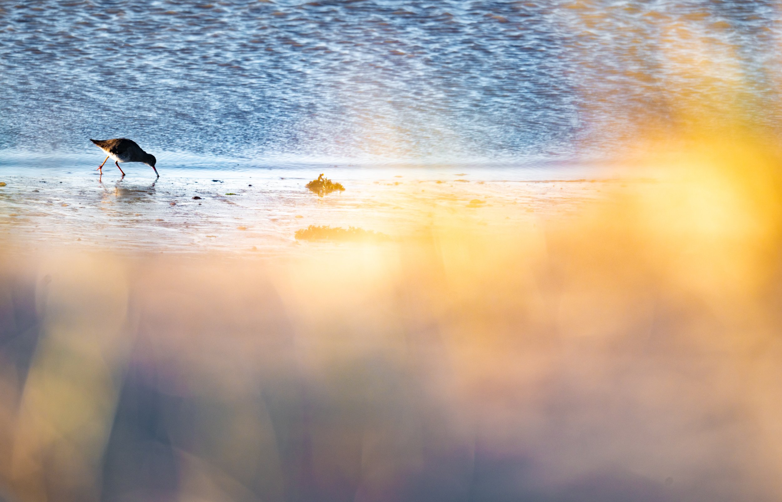  Ein Rotschenkel durchsucht den Schlamm am Ufer Ufer nach Essbarem. 