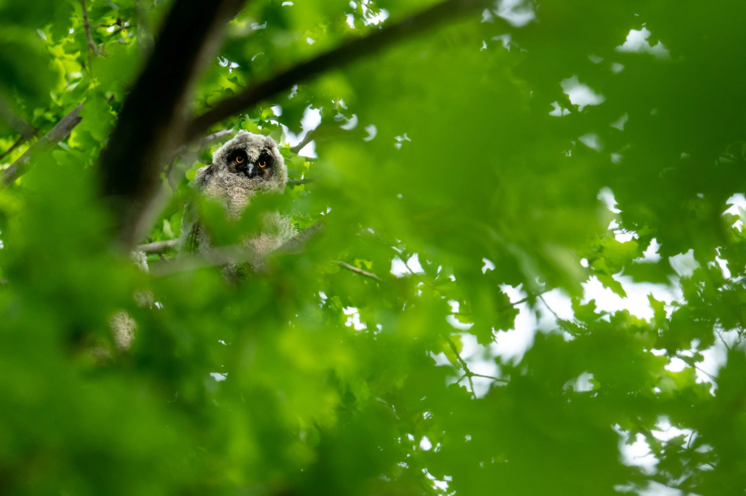  Ein noch recht junger Ästling beobachtet mich durch eine Lücke im Laub der Eiche, in der er sitzt 