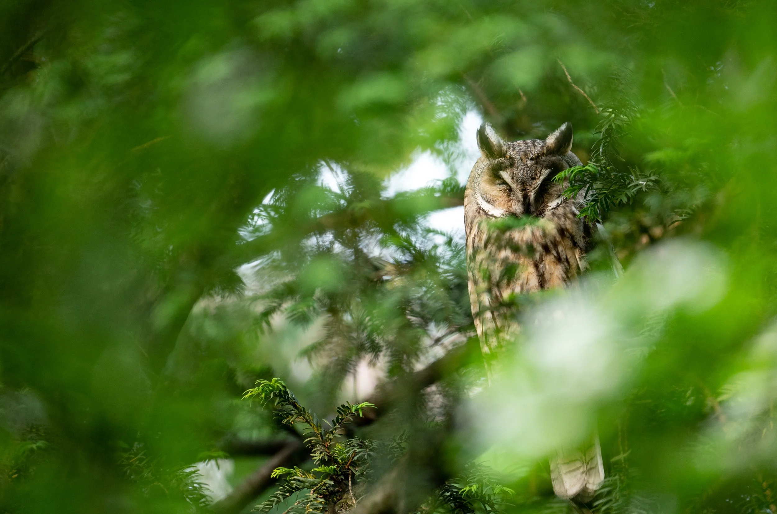  Ein Altvogel genießt in der Nähe der Jungtiere die letzte Abendsonne 