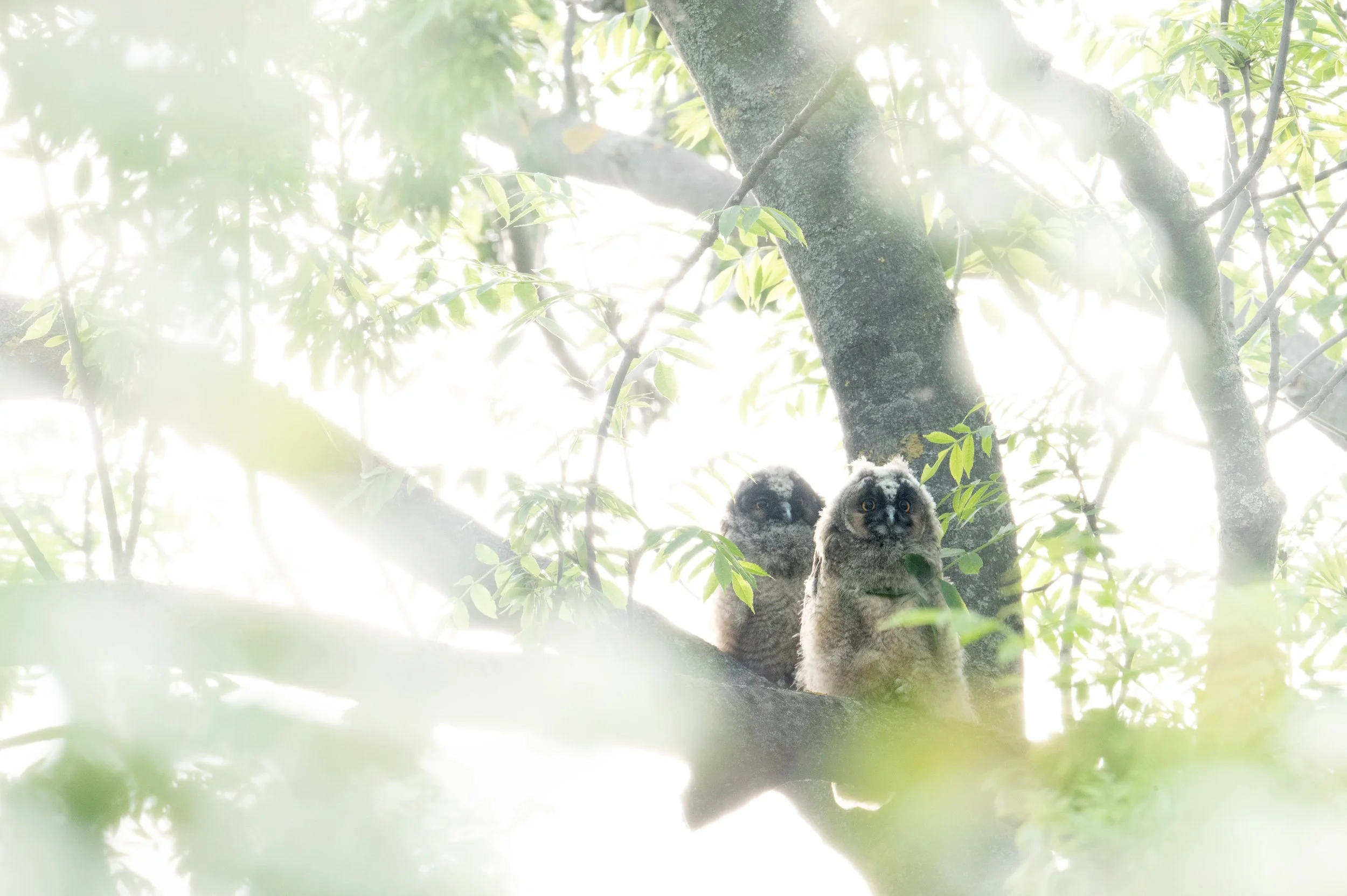  Mit Gegenlicht und einer blühenden Hecke als Vordergrund (die erst durch Abblenden auf F14 so klar in Erscheinung tritt) entsteht ein ganz unübliches Eulenbild. 