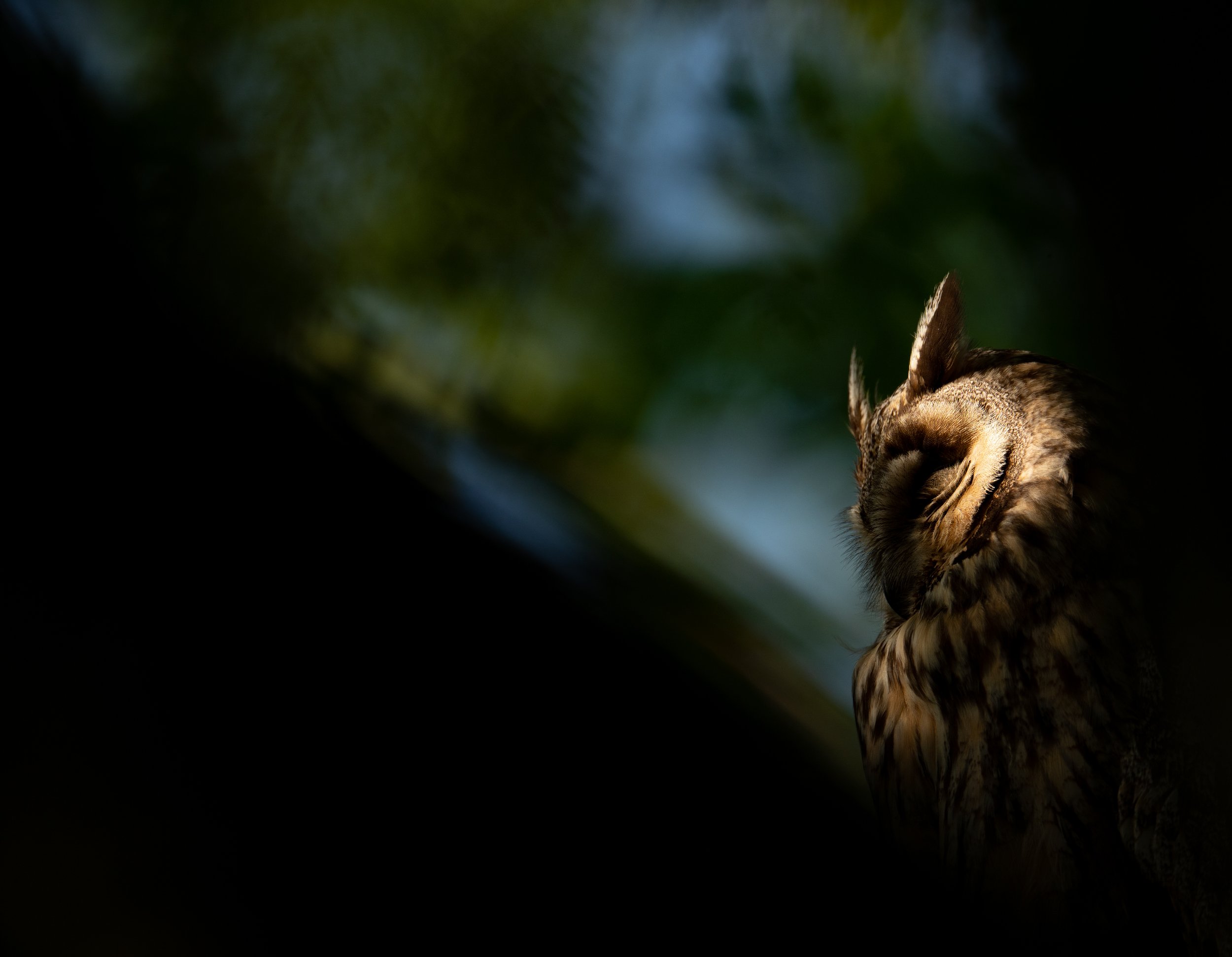  Ebenfalls ein Altvogel in der Abendsonne (wenn auch an einem anderen Tag und in einem anderen Baum als im oberen Bild. Durch Unterbelichten und einbeziehen eines harten Vordergrundes wird das sonnenbeschienene Gesicht des Vogels isoliert. 