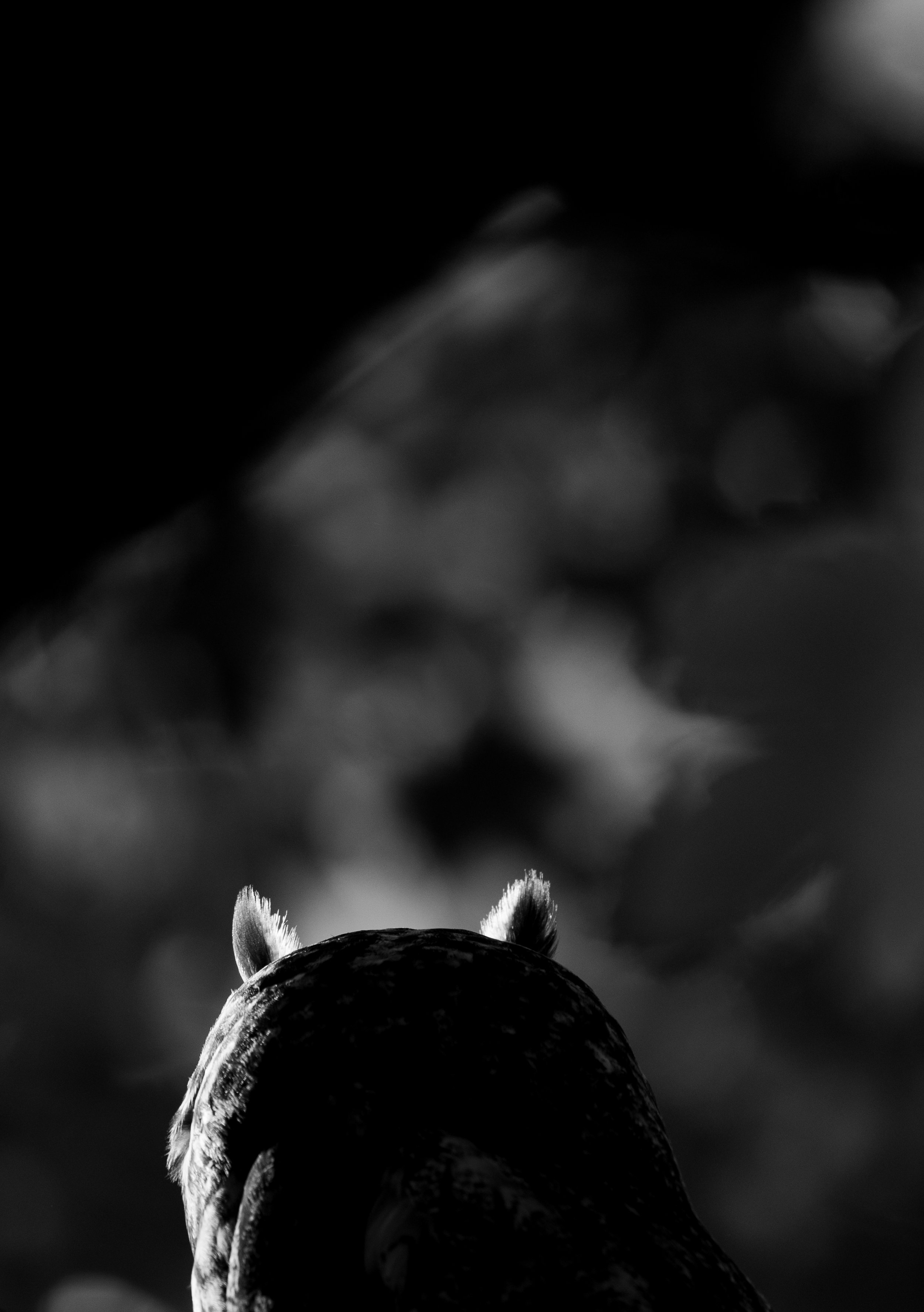 Inspiriert von Lucas Sperlingskauz-Foto, mit dem er beim Nature Photographer of the Year 2022 einen Preis gewonnen hat (klick auf das Bild, um Lucas Foto zu sehen), habe ich versucht, die “Ohren” der Waldohreule im Gegenlicht zu isolieren. Die Persp