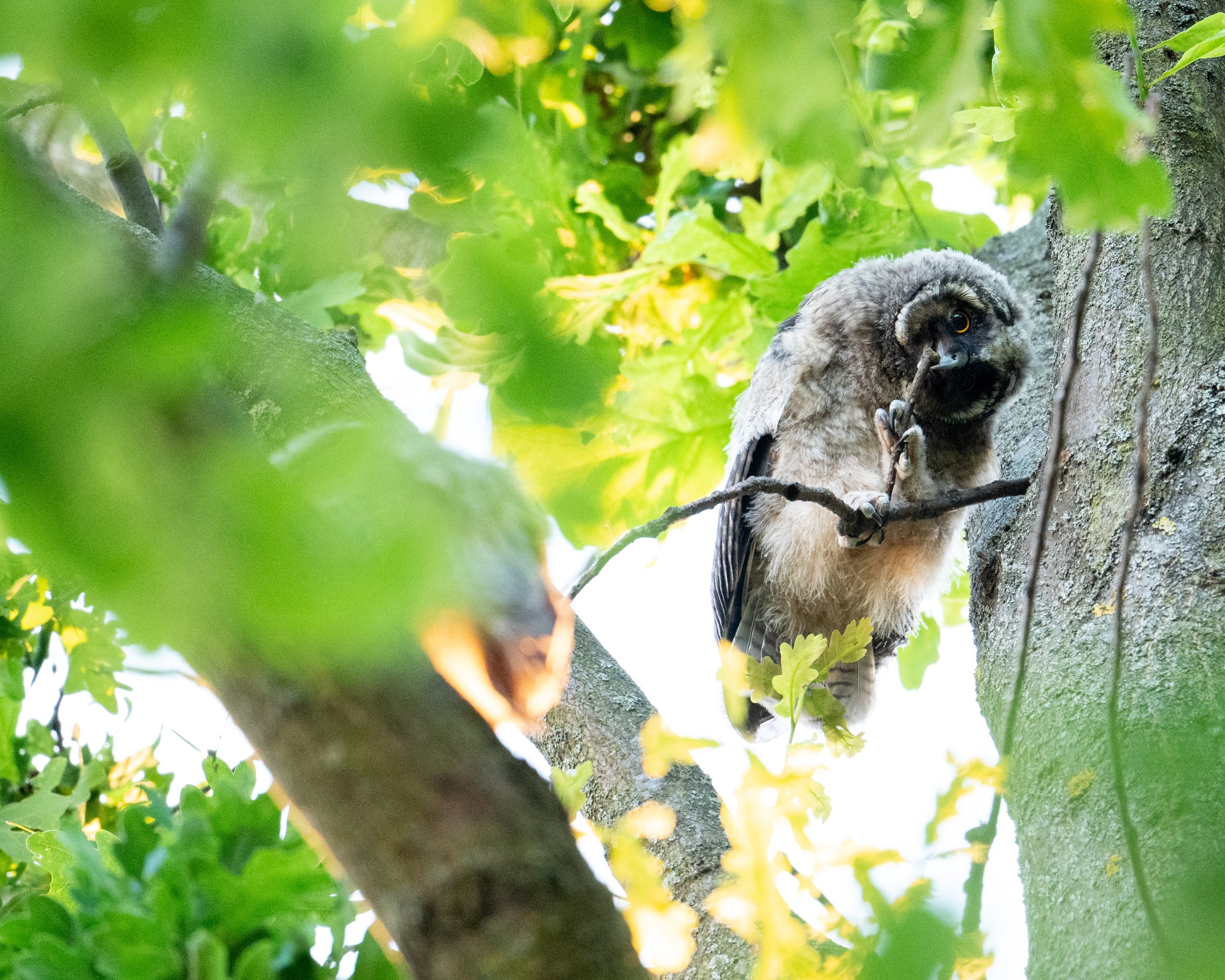  Ein Ästling übt seine Schnabel-Fuß-Koordination an einem Zweig 