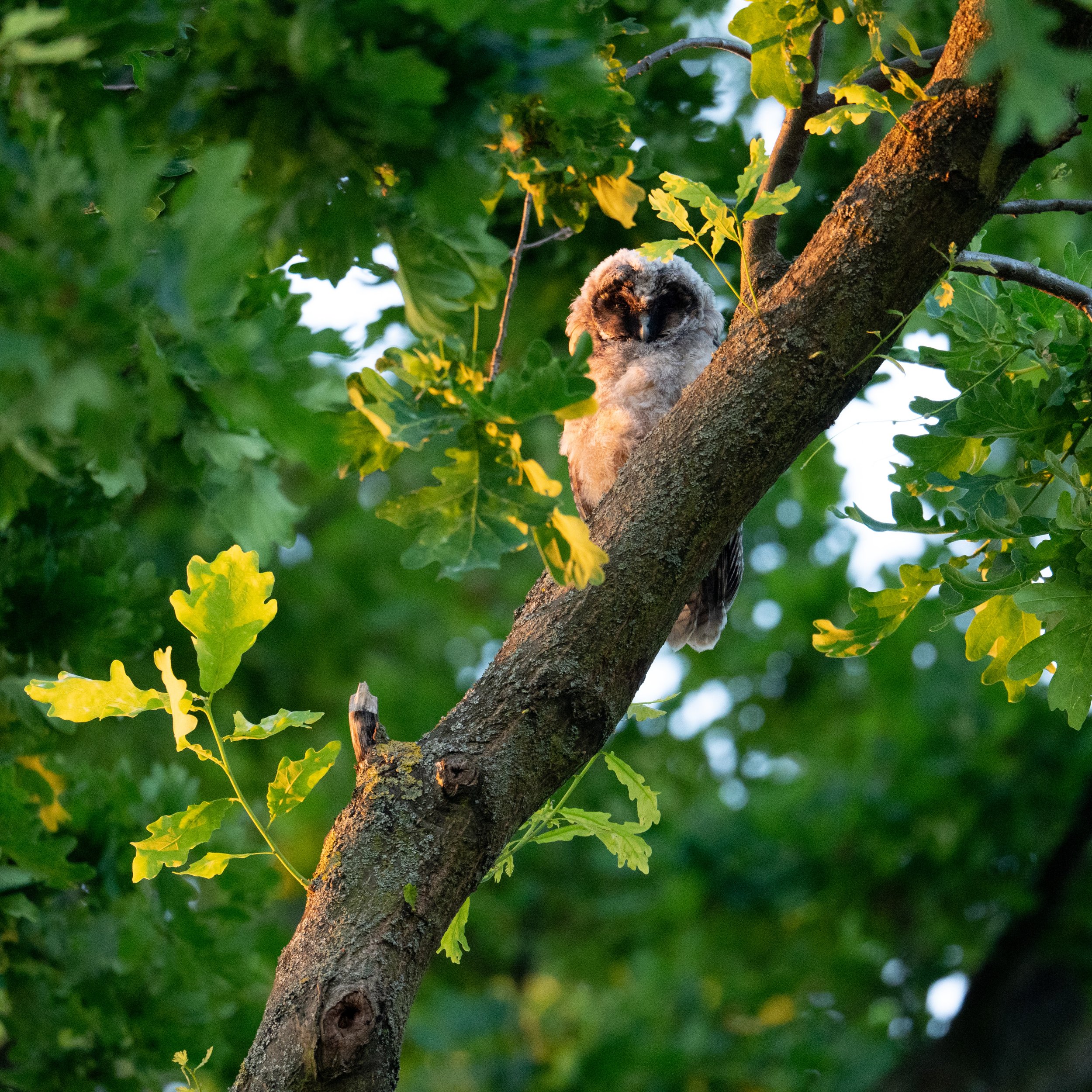  Immer neugierig, fixiert mich dieser noch ziemlich junge Ästling 