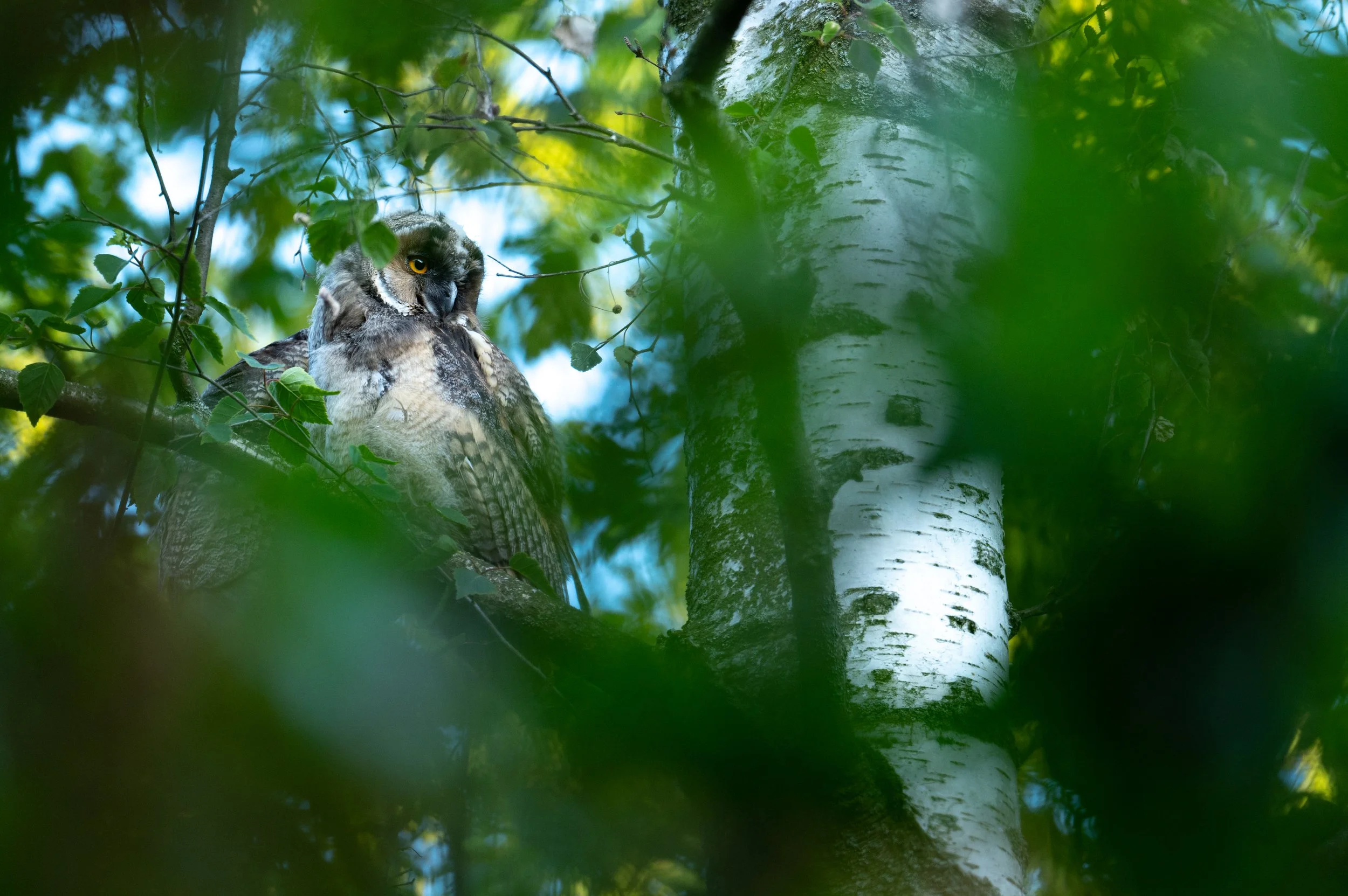  Einige Wochen nach dem oberen Bild haben die Ästlinge ihr flaumiges Babygefieder fast abgelegt und sind bald nicht mehr von den Eltern zu unterscheiden. 