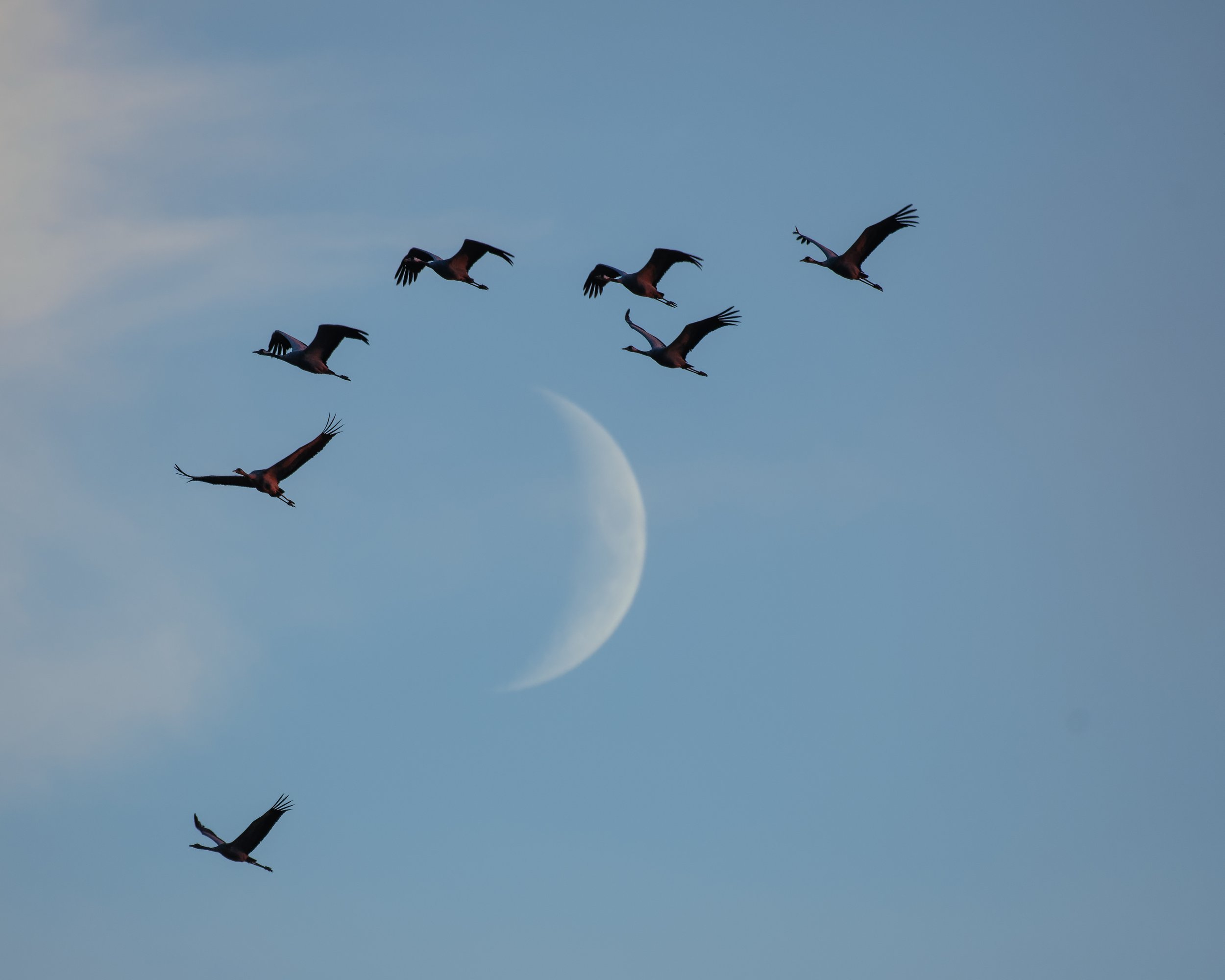 Kraniche fliegen zu ihren Schlafplätzen bei Linum