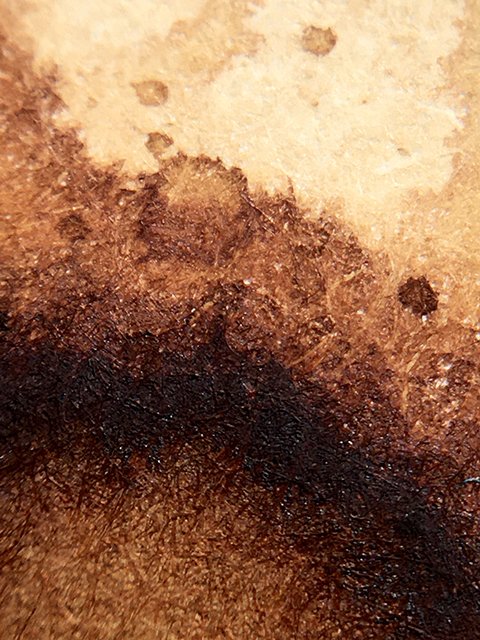 3 Oysters Caramel Macchiato ink macro