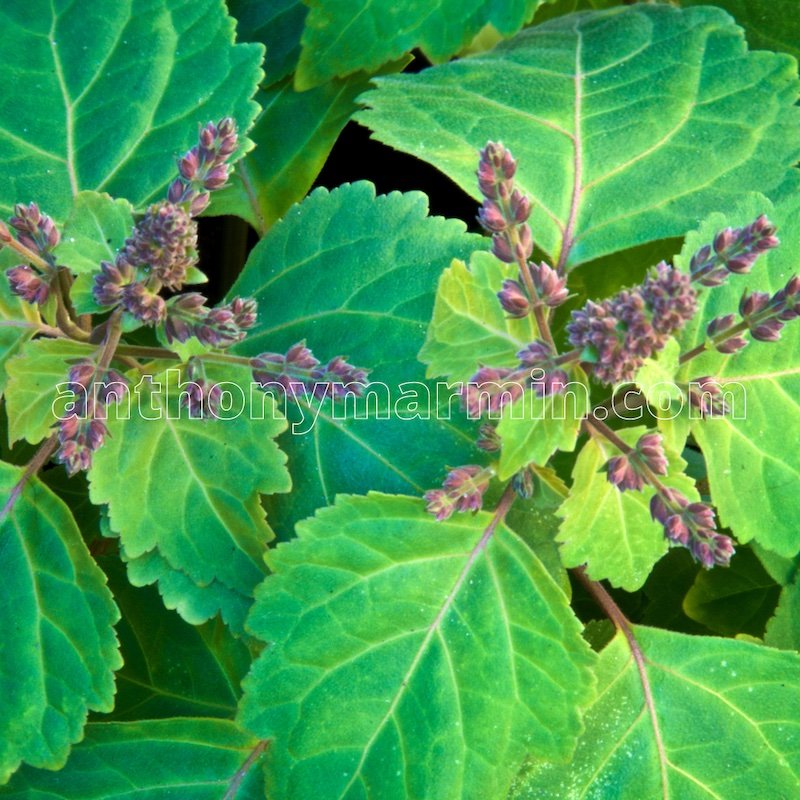 Patchouli in Perfumery