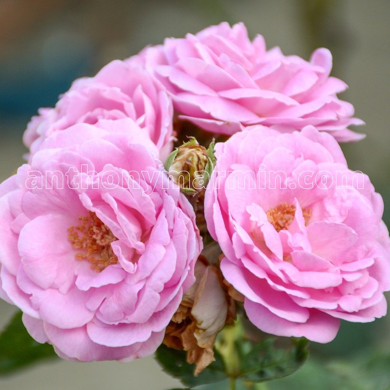 What is a Taif Rose