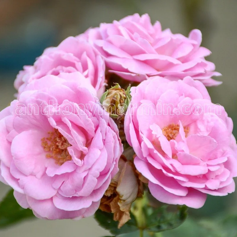 Header Taif Roses Taif Rose, The Most Expensive Rose · Anthony Marmin