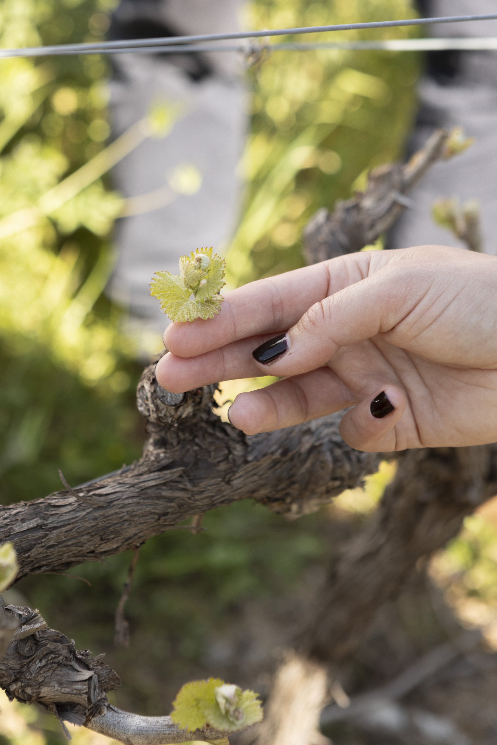 Gall & Gall ( Netherlands Company) Wine Tour in Cape Town and Stellenbosch, South Africa, visiting client farms. Klein Constantia. Tour Group Photographer. Lauren Theunissen.   