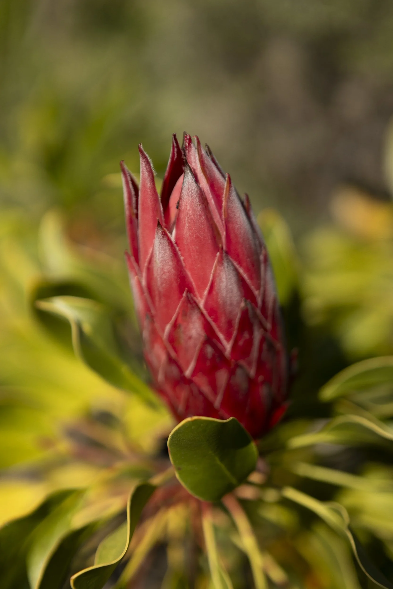 Gall & Gall ( Netherlands Company) Wine Tour in Cape Town and Stellenbosch, South Africa, visiting client farms. Lanzerac. Tour Group Photographer. Lauren Theunissen.   
