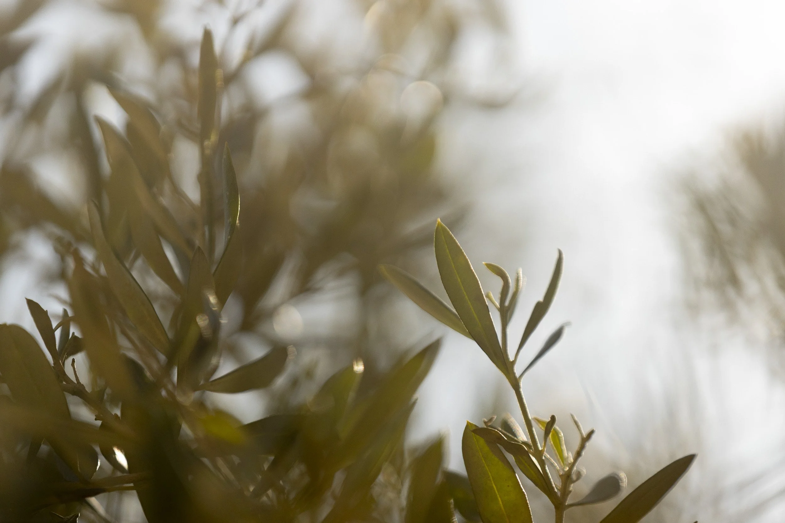 Gall & Gall ( Netherlands Company) Wine Tour in Cape Town and Stellenbosch, South Africa, visiting client farms. Tokara. Tour Group Photographer. Lauren Theunissen.   
