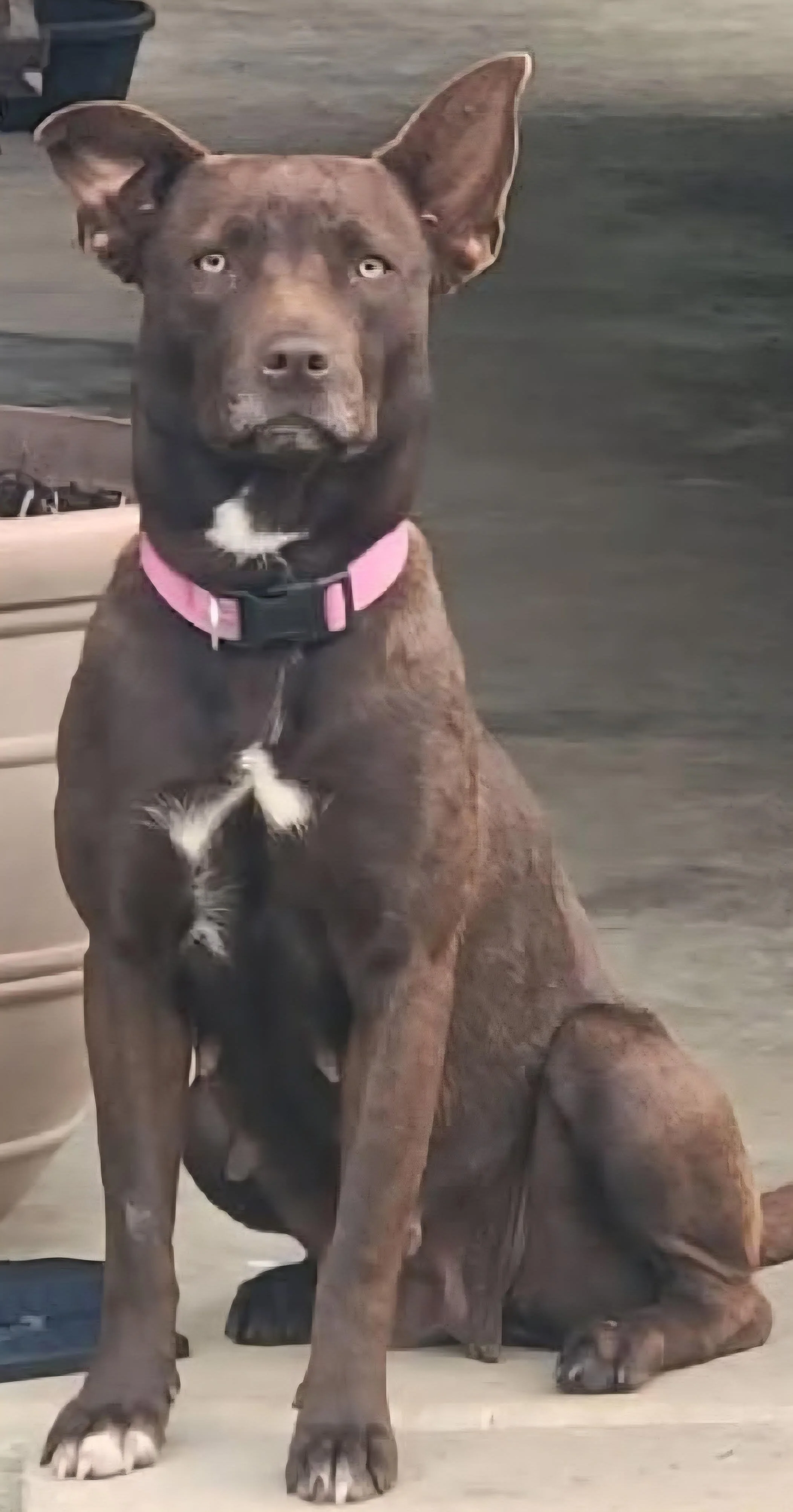 A large brown dog with a white patch on its chest and paws, sitting on a wooden floor indoors, wearing a pink collar and looking directly at the camera.