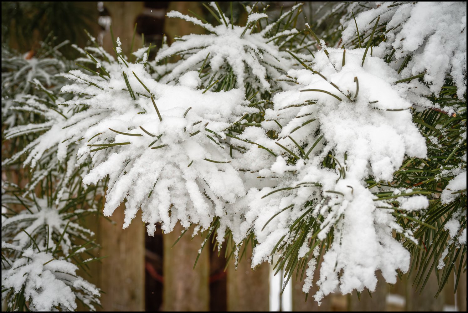 firstsnow2025 (7 of 28).jpg