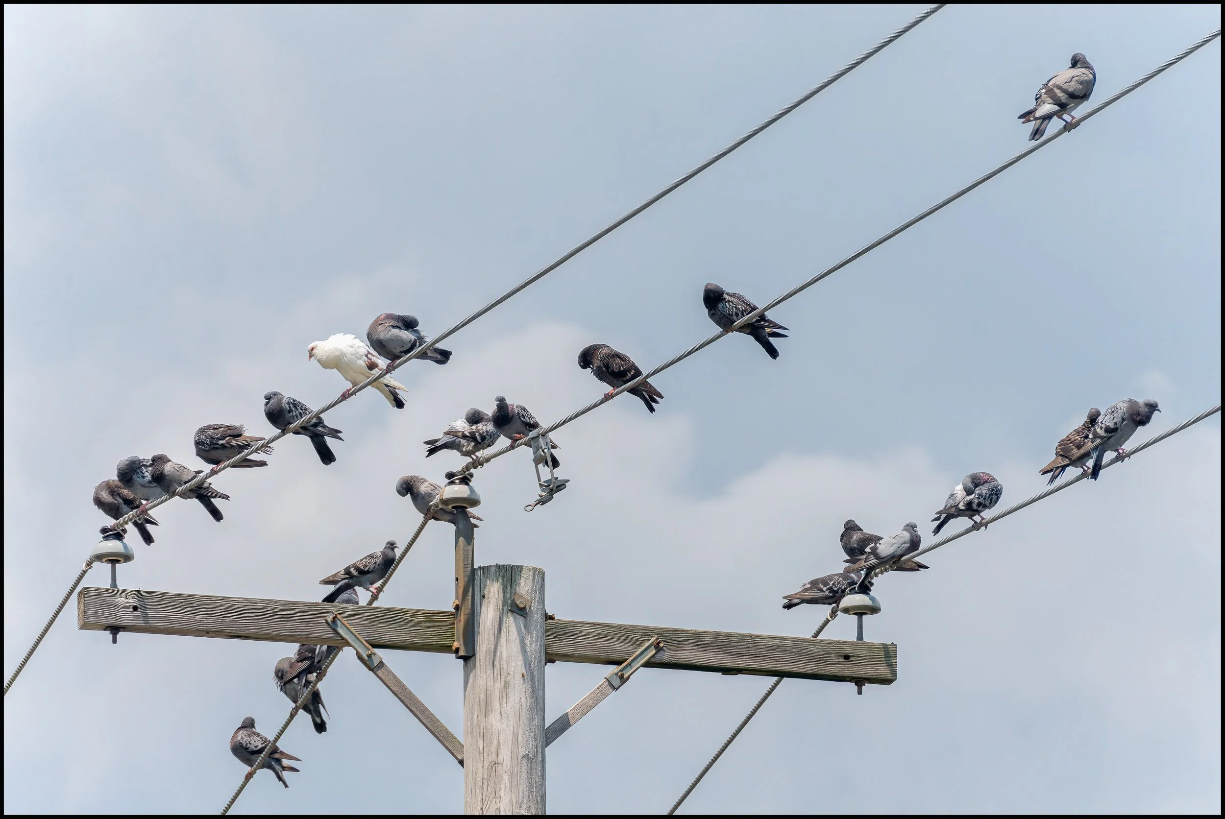 Pigeons.  Cold Spring, NY. July 2025