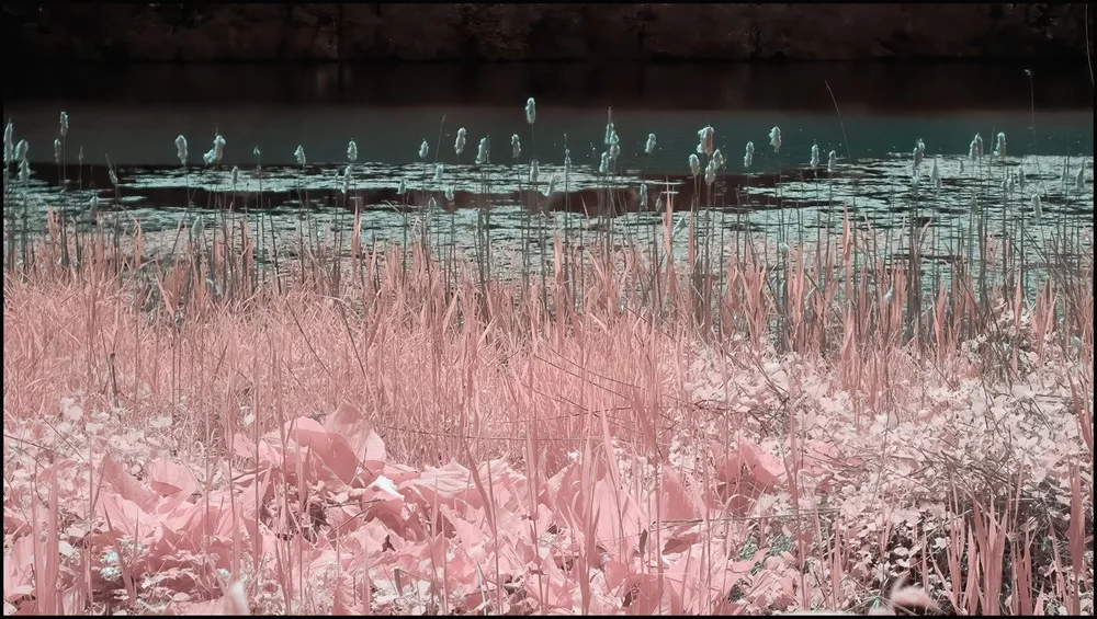 Rockefeller State Park Preserve - False Color Infrared — Howard Dale ...
