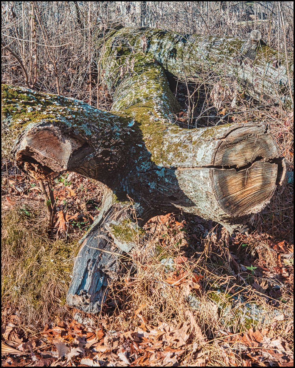 industar22 (14 of 17).jpg