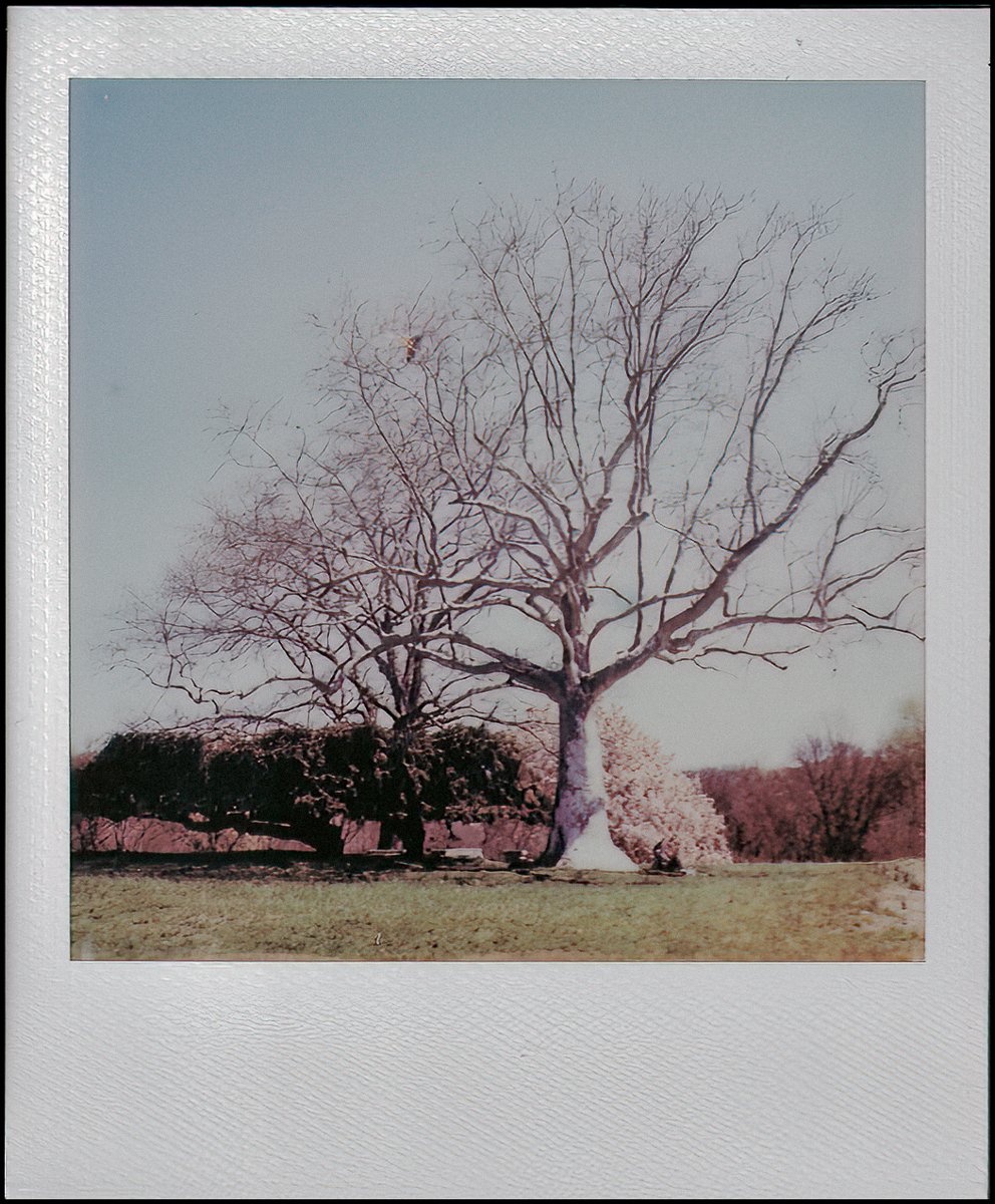 polaroidi2reslts (4 of 8).jpg