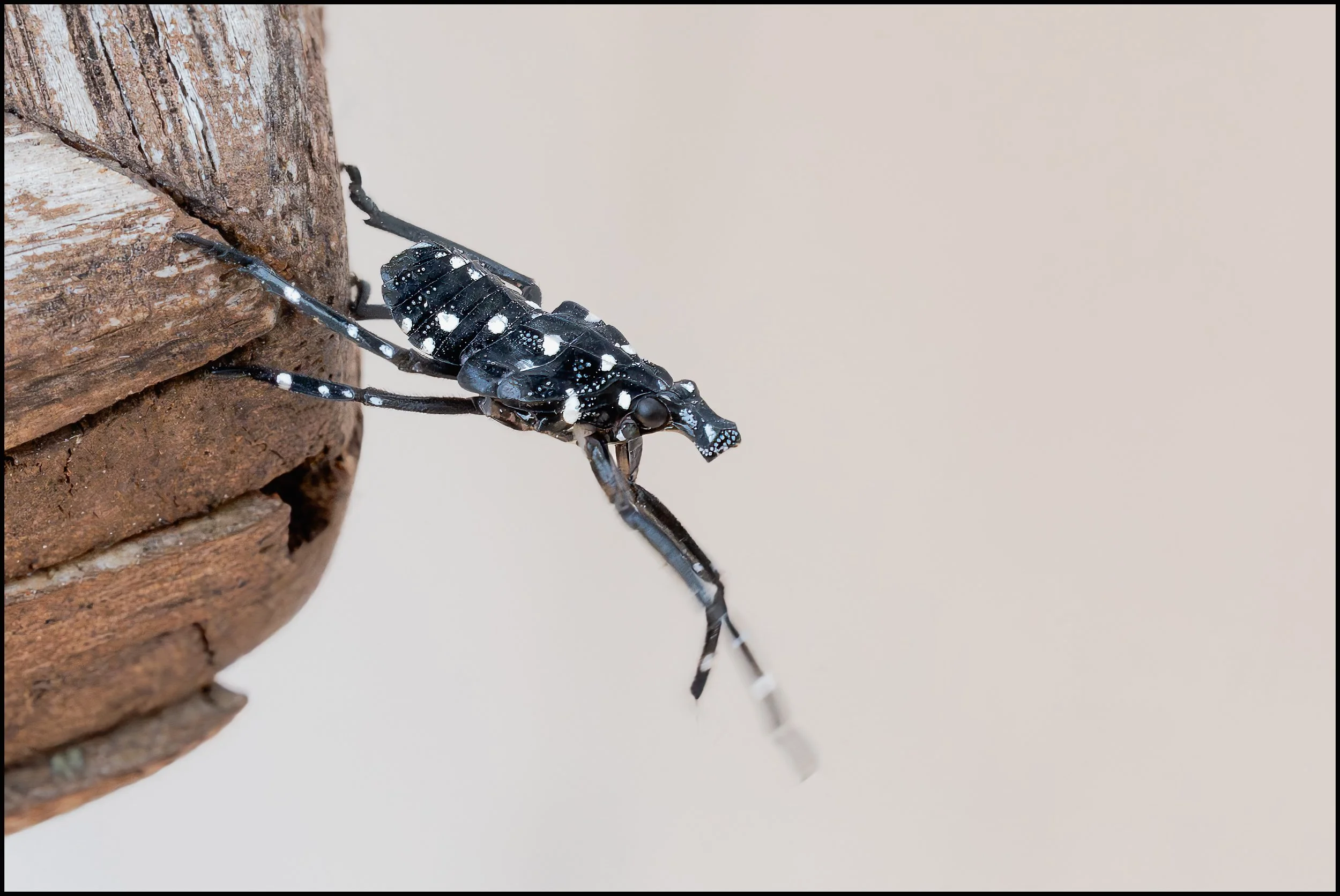 Spotted Lanternfly nymph.  Briarcliff Manor, July 4, 2025