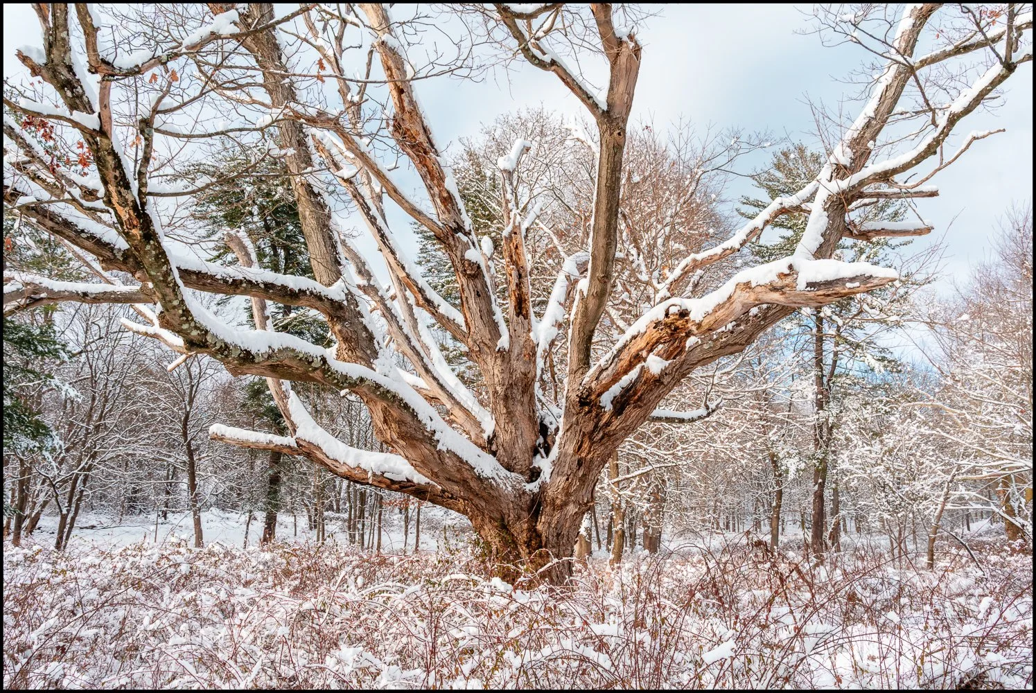 firstsnow2025 (15 of 28).jpg