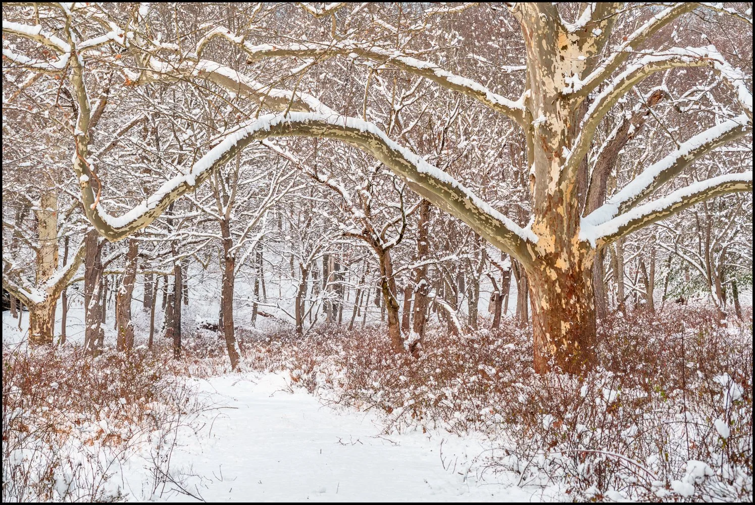 firstsnow2025 (20 of 28).jpg