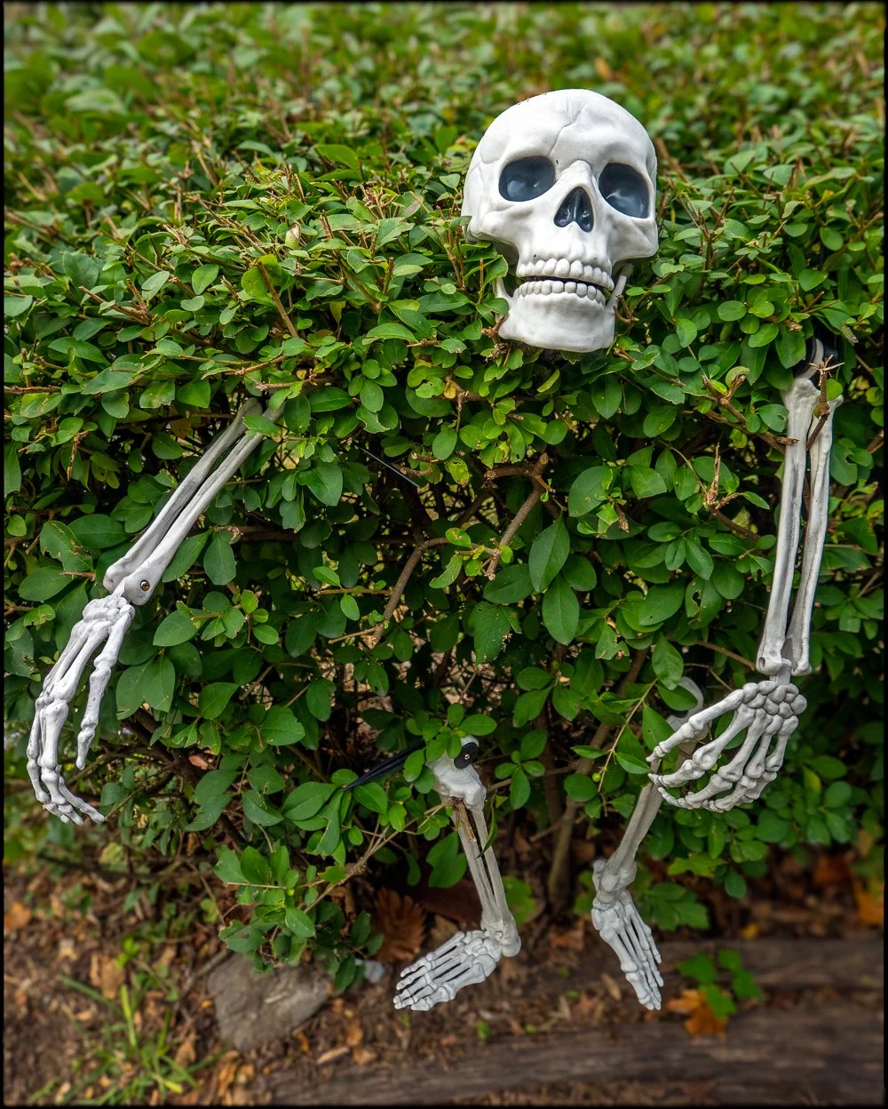 Skeleton.  Ossining, NY, October 2025