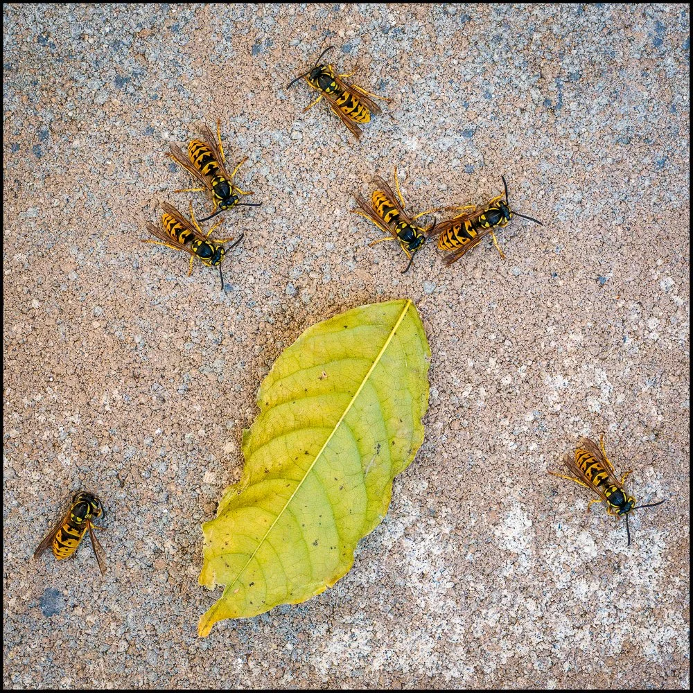 Wasps on my Porch.  Briarcliff Manor, NY.  November 2025.