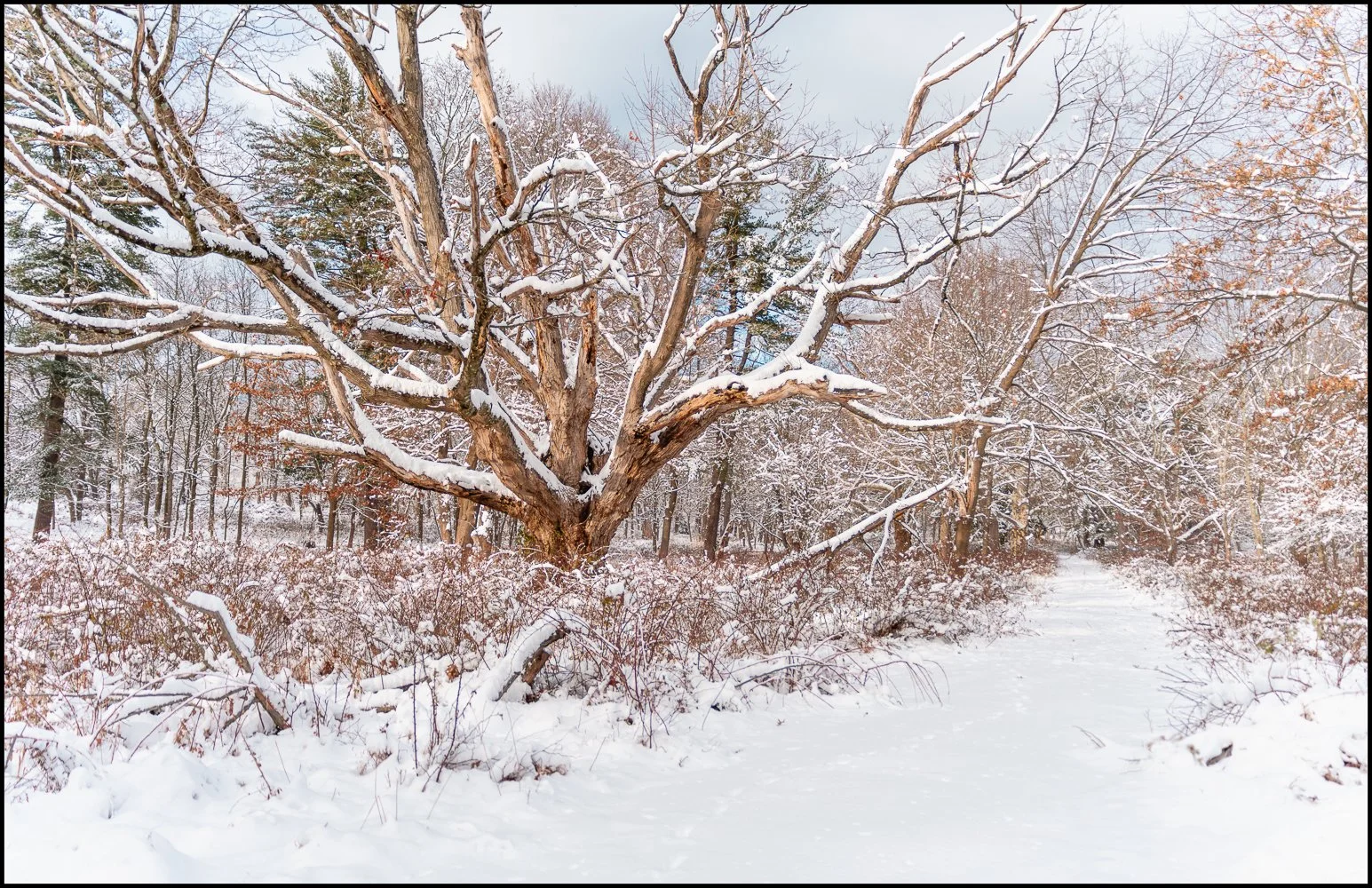 firstsnow2025 (14 of 28).jpg