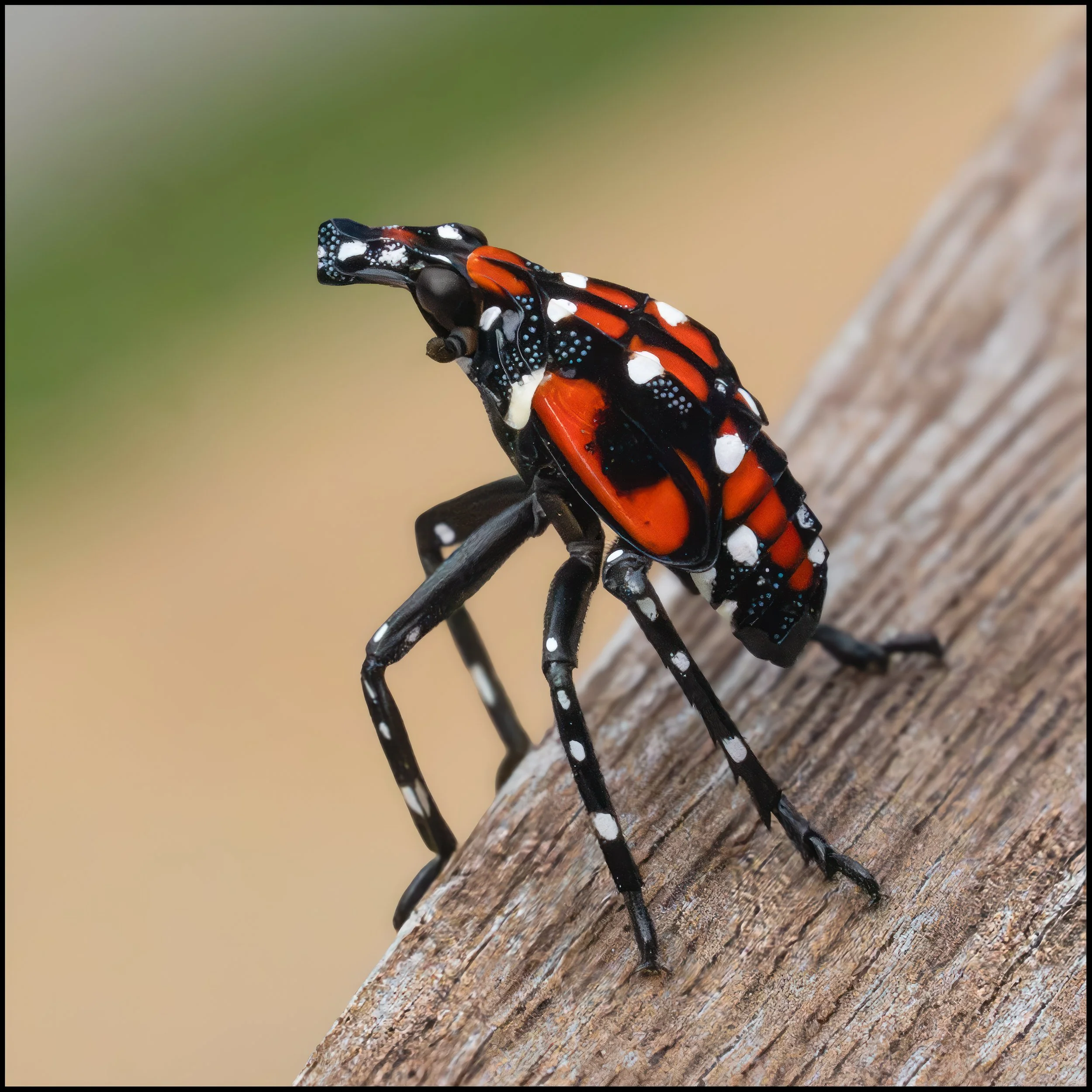 spottedlanternflynymph (1 of 1).jpg