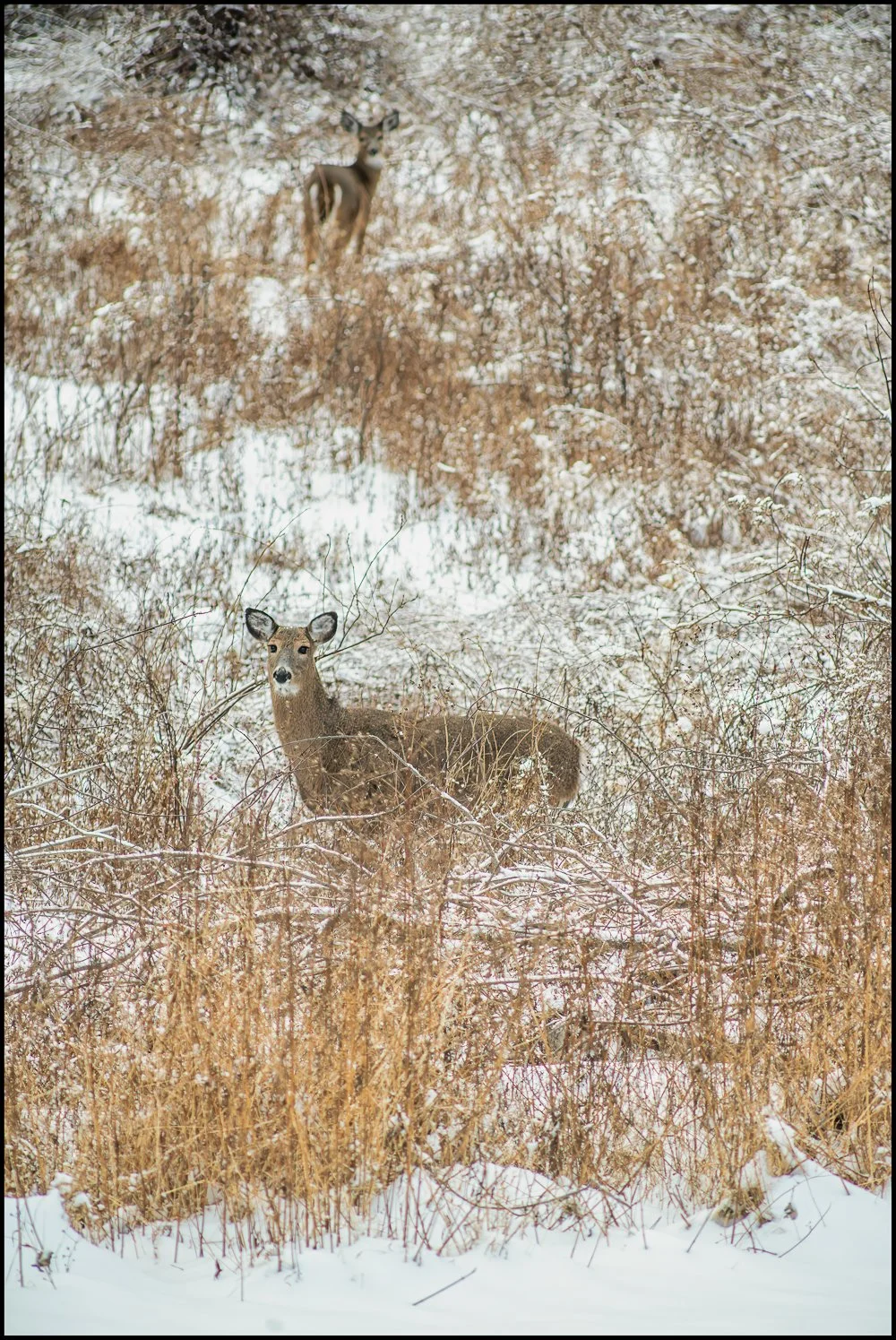 Deer outside my house. December 2025.