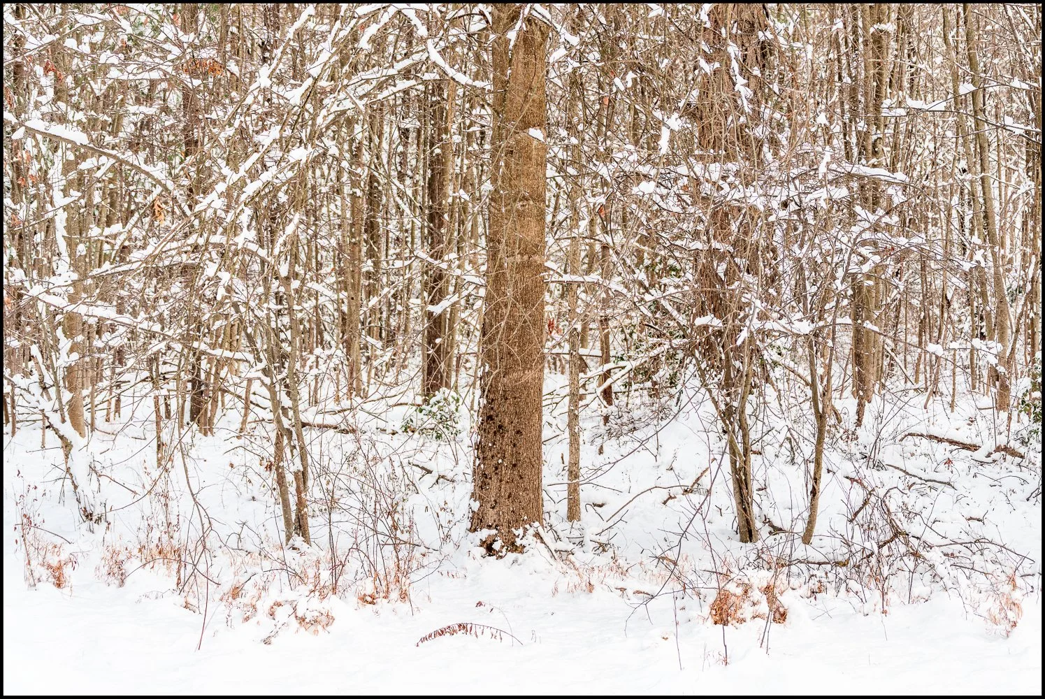 firstsnow2025 (17 of 28).jpg